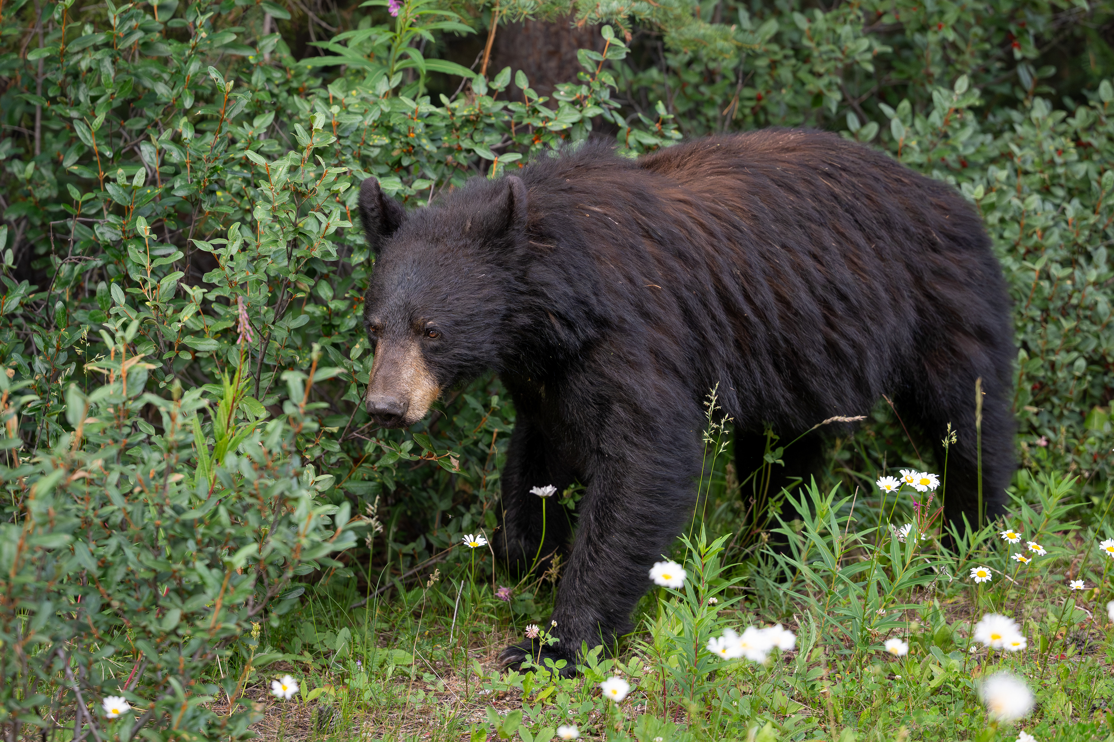 Schwarzbär, Banff Nationalpark 2025