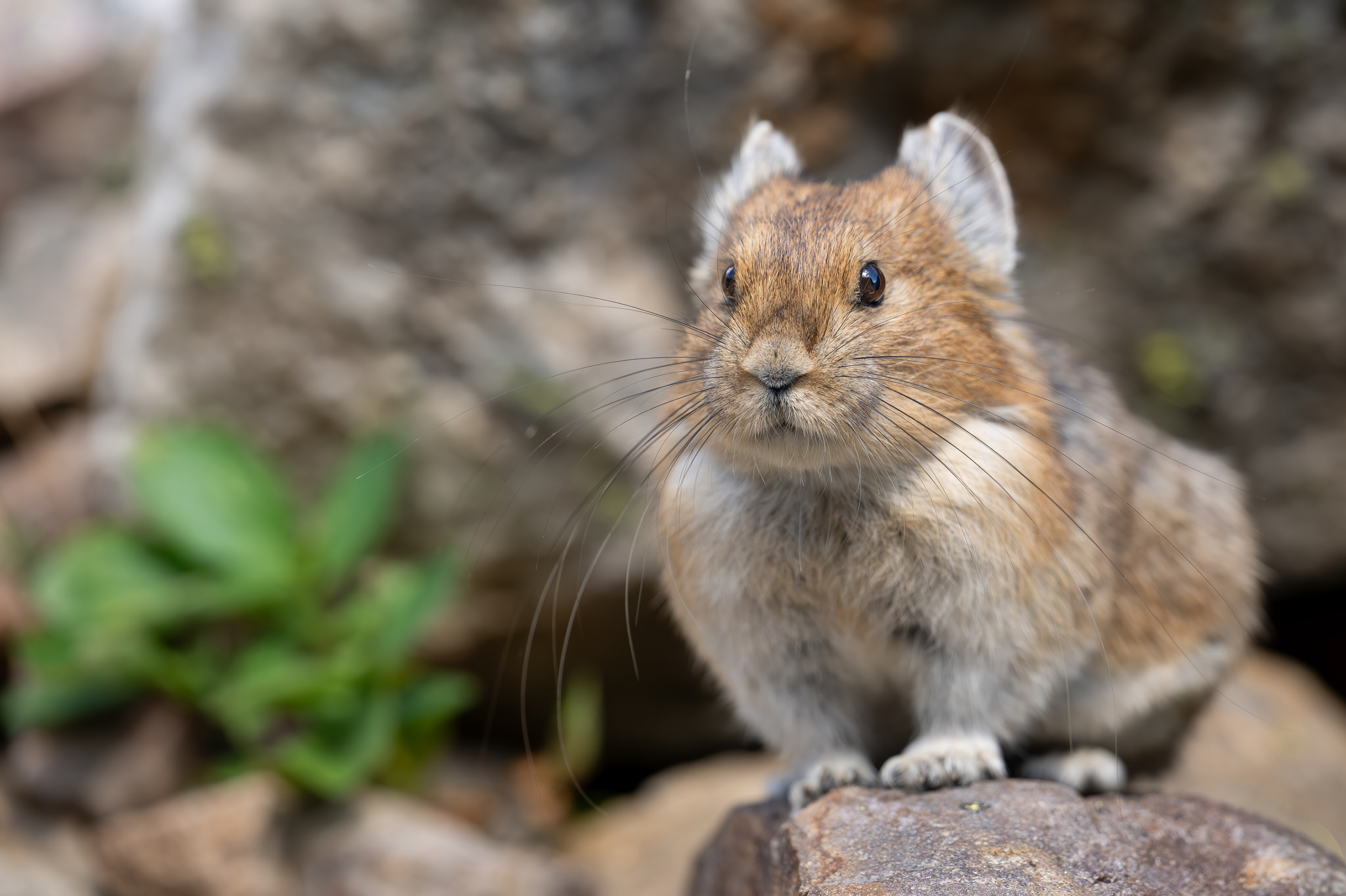 Pika, Banff Nationalpark 2025