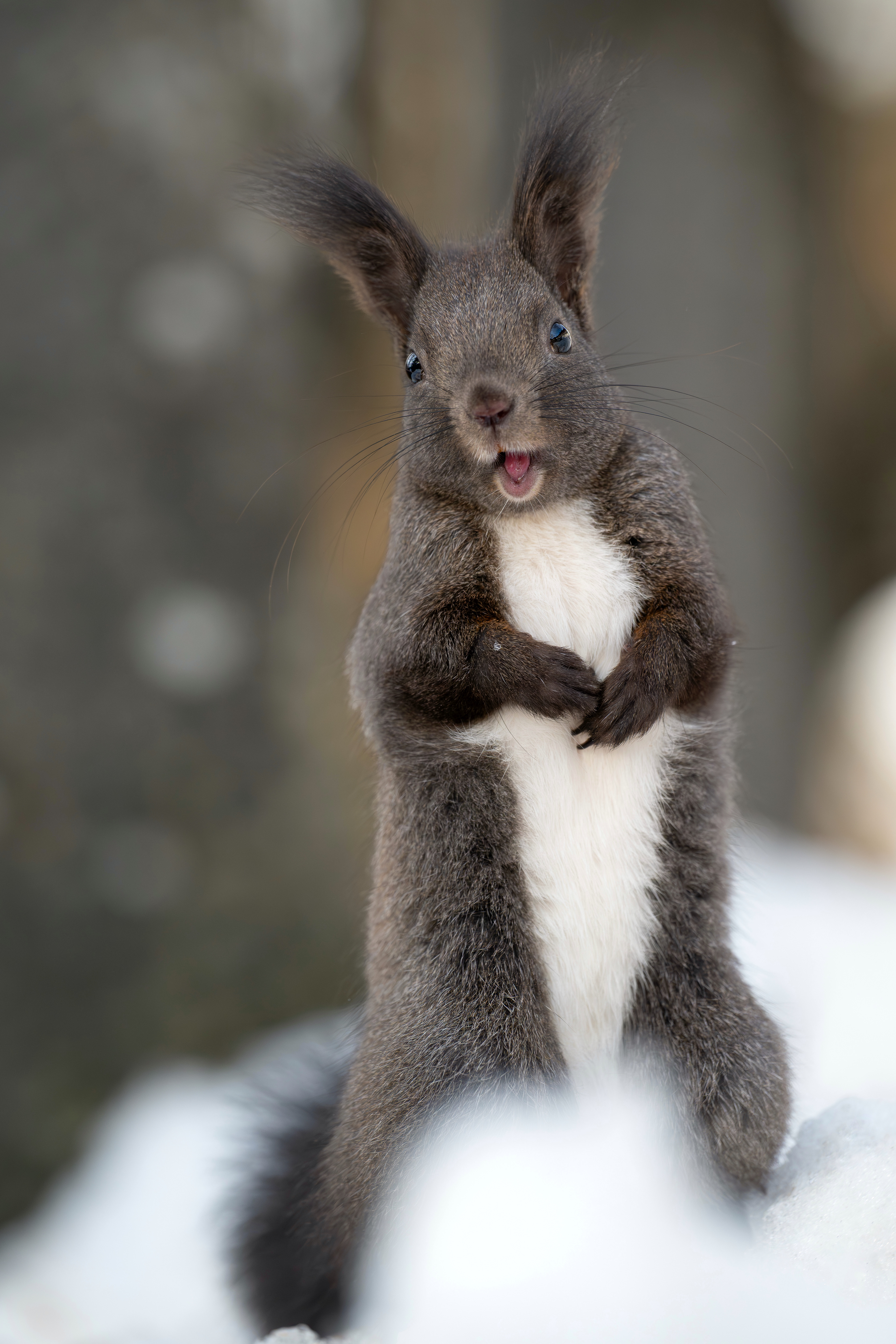 Eichhörnchen, Schweiz 2026