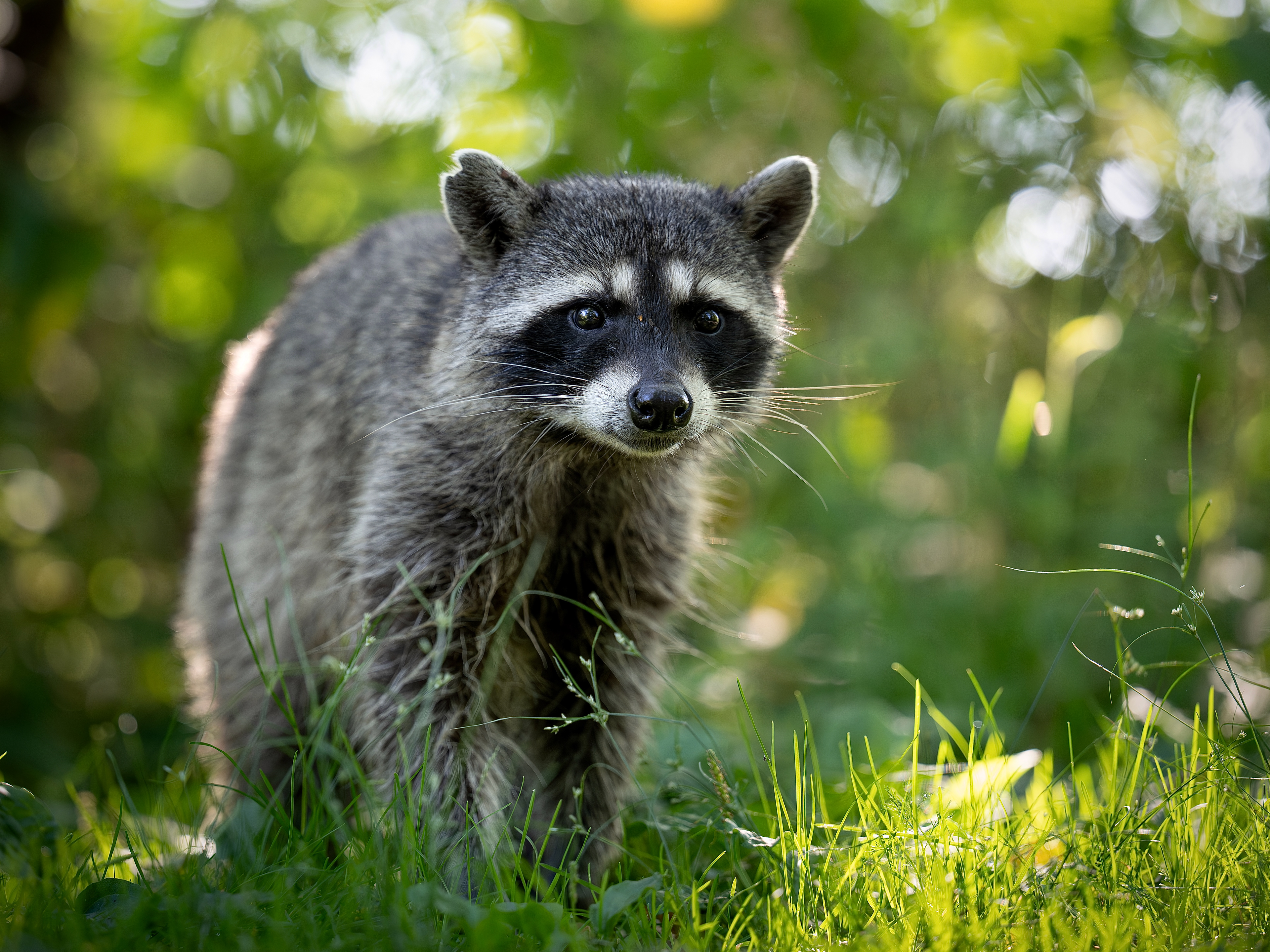 Waschbär, Vancouver 2025