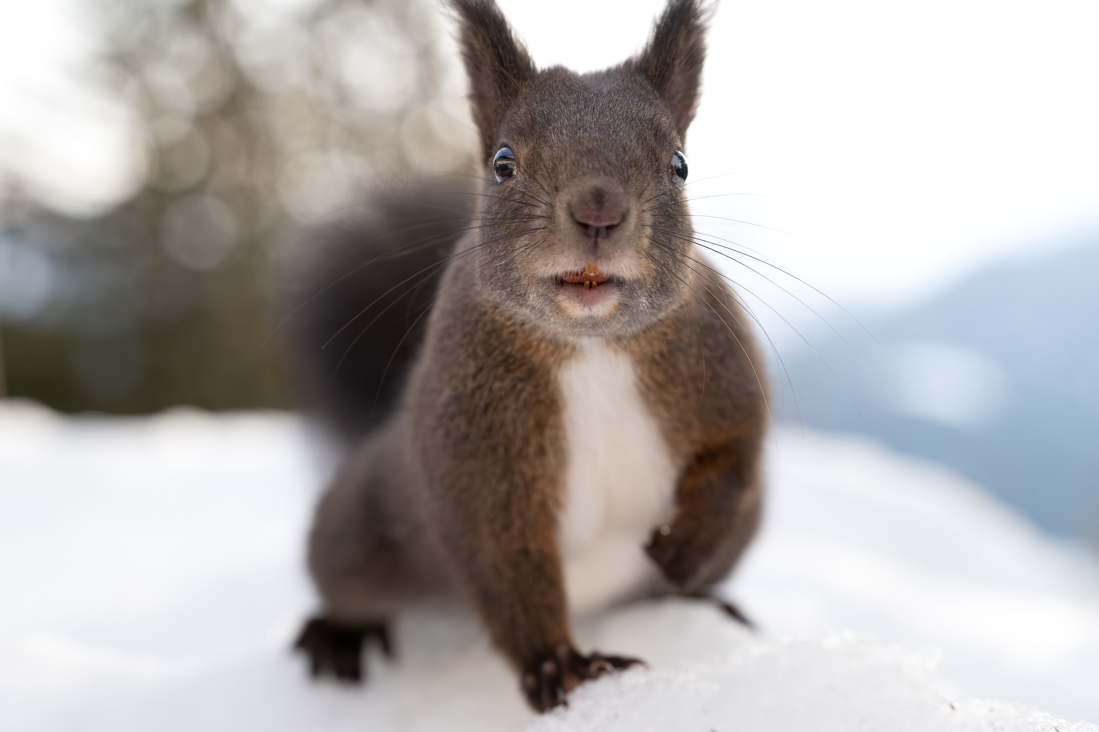 Eichhörnchen, Schweiz 2026