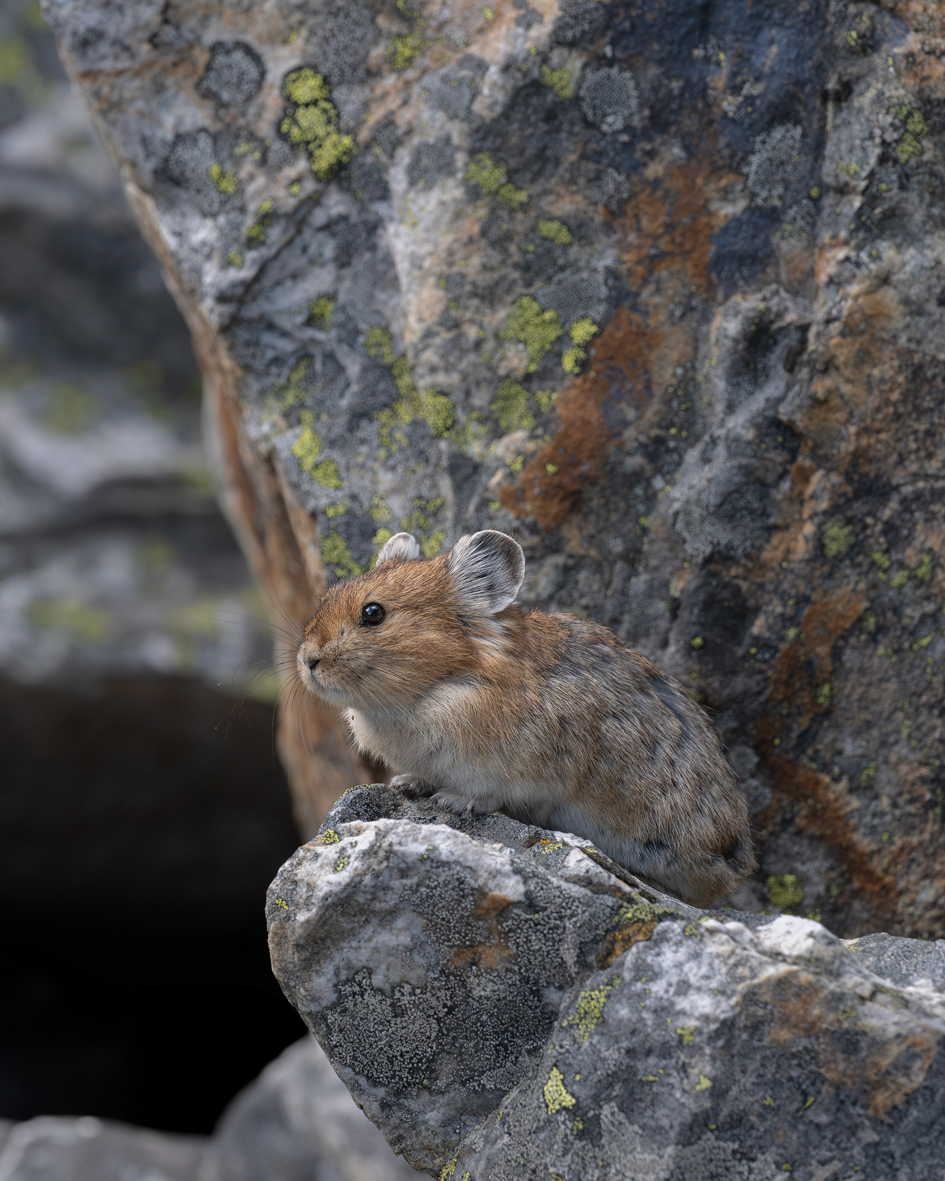 Pika, Banff Nationalpark 2025