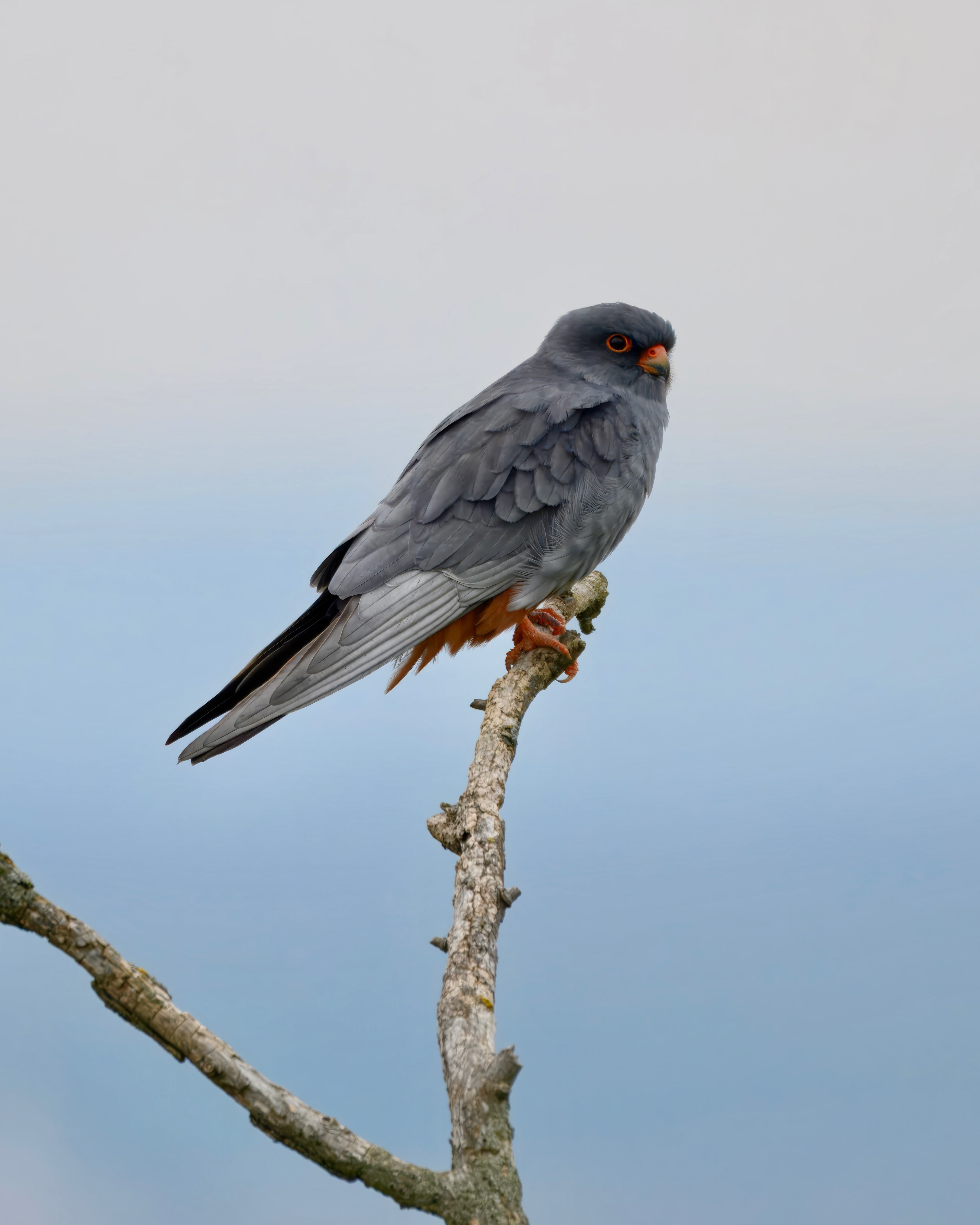 Rotfussfalke, Neusiedlersee 2025