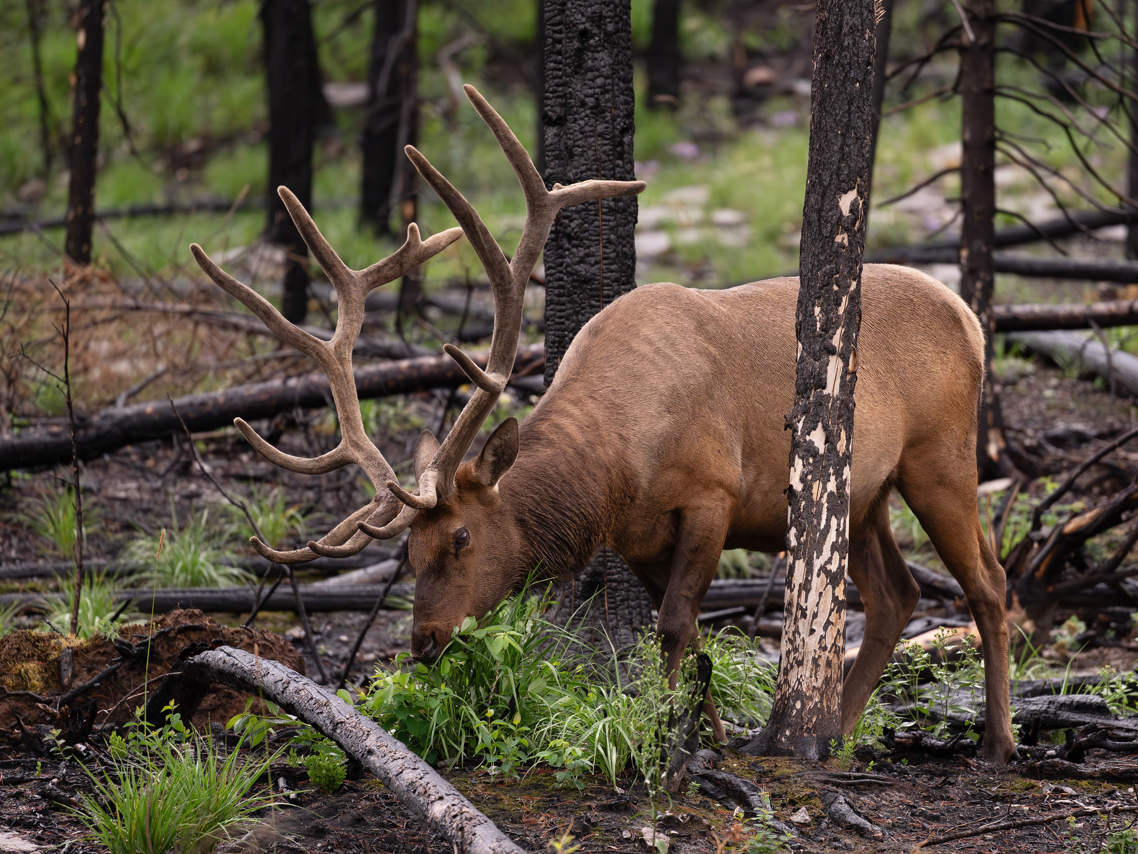 Wapiti, Jasper Nationalpark 2025