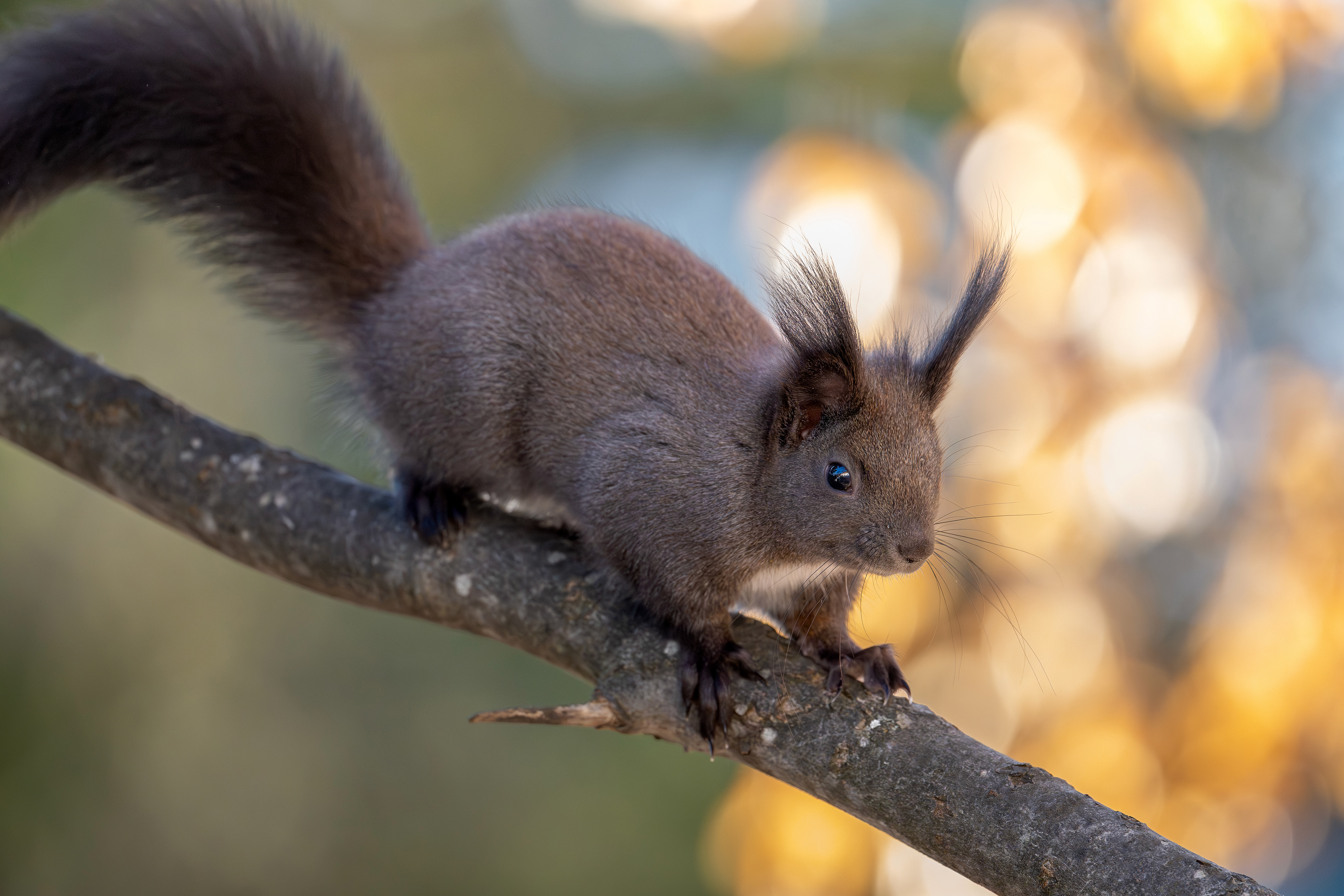 Eichhörnchen, Schweiz 2026