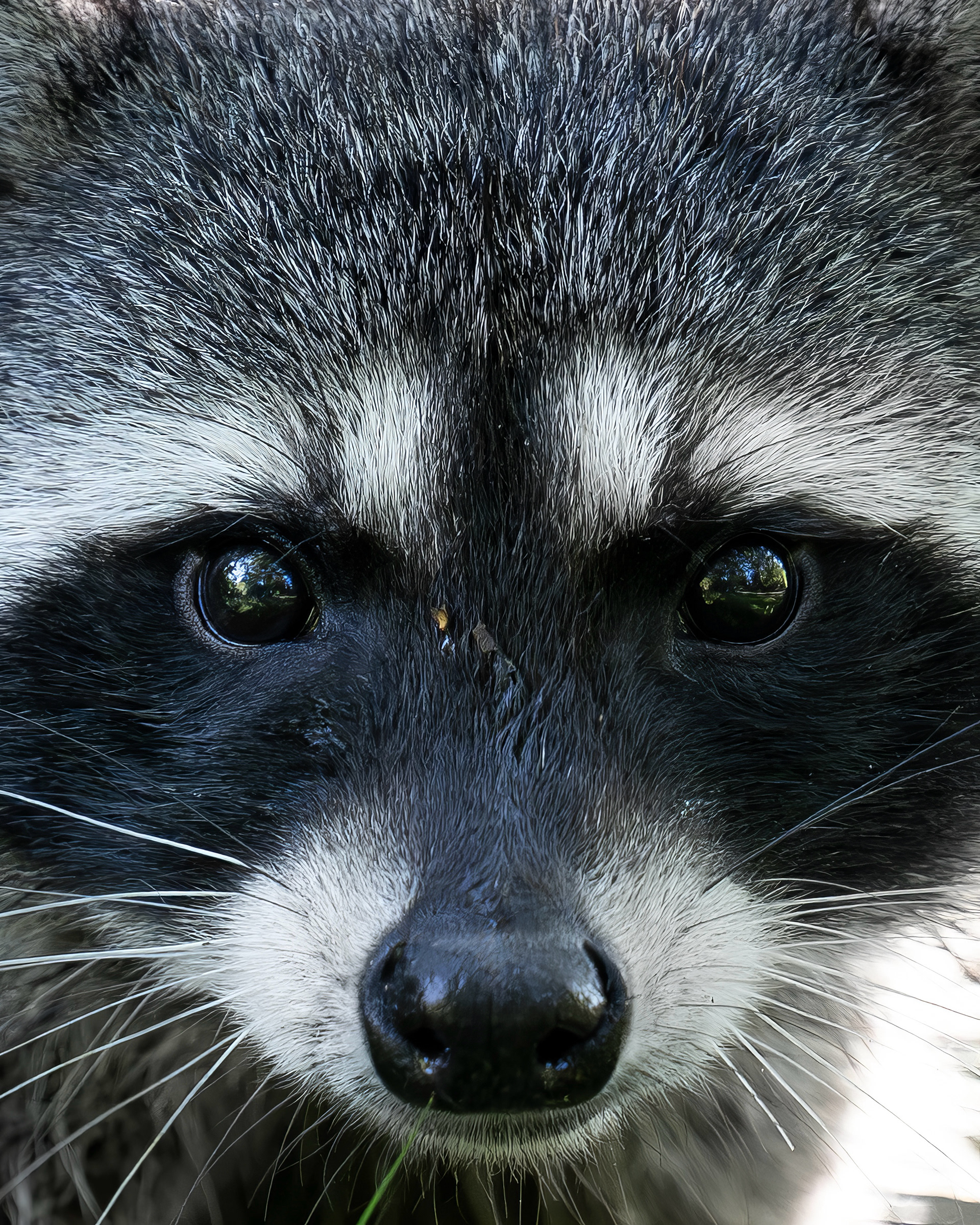 Waschbär, Vancouver 2025