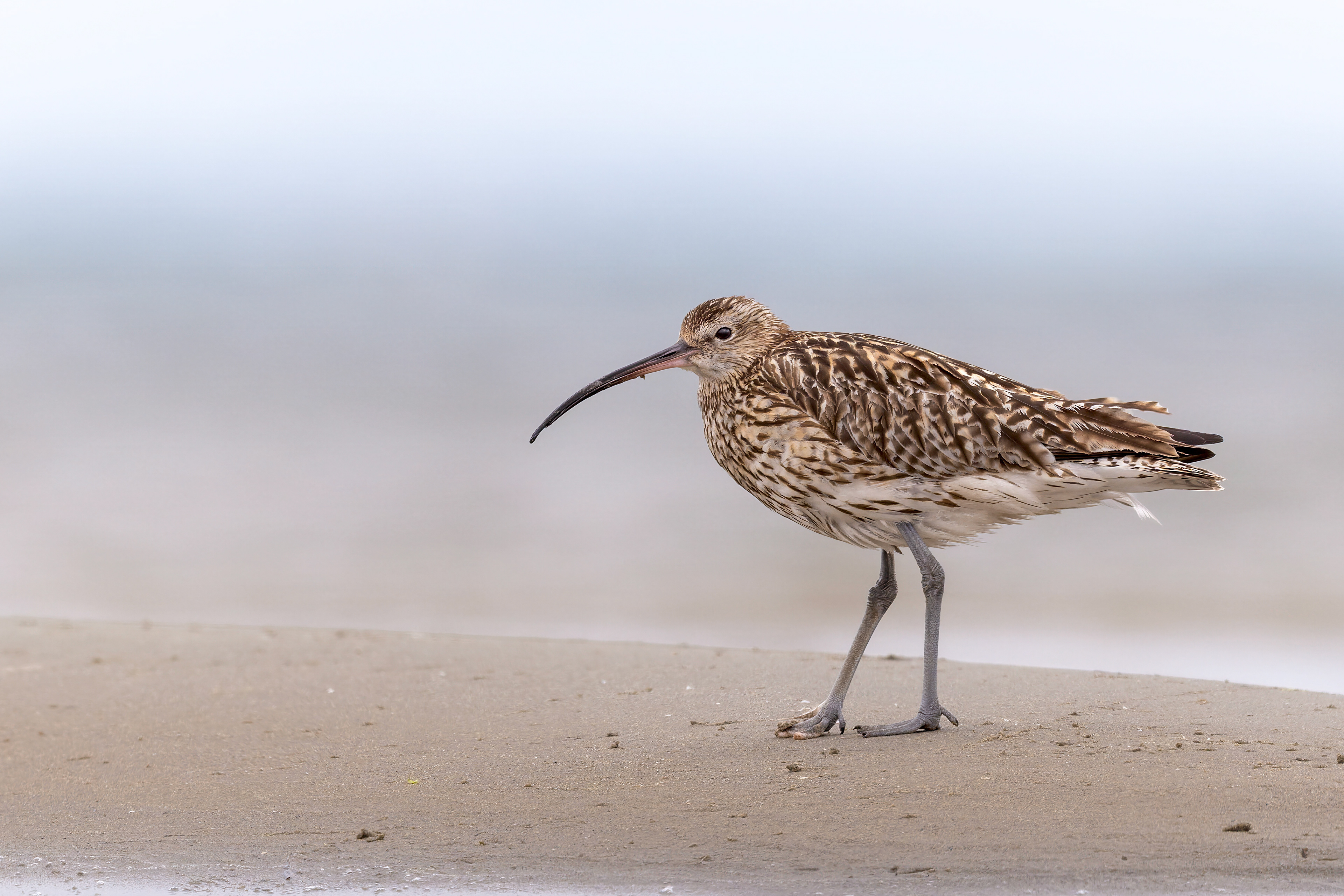 Grosser Brachvogel, Schweden 2026