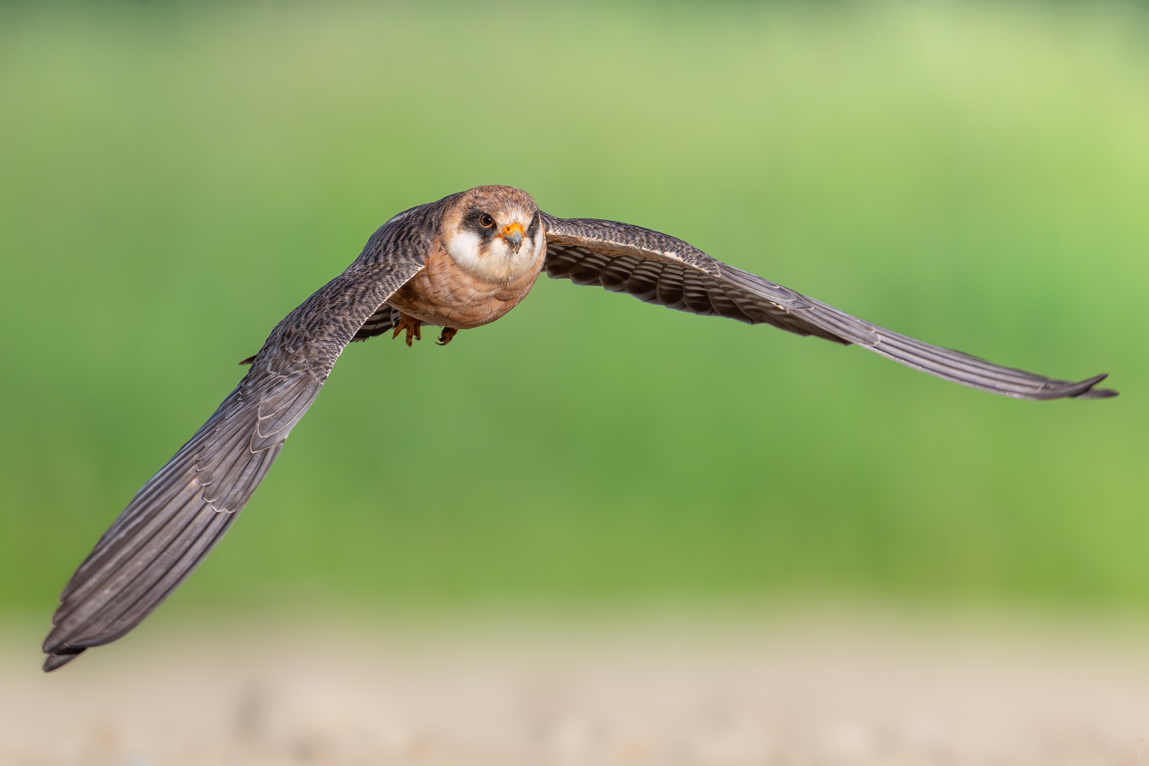 Rotfussfalke, Schweiz 2026