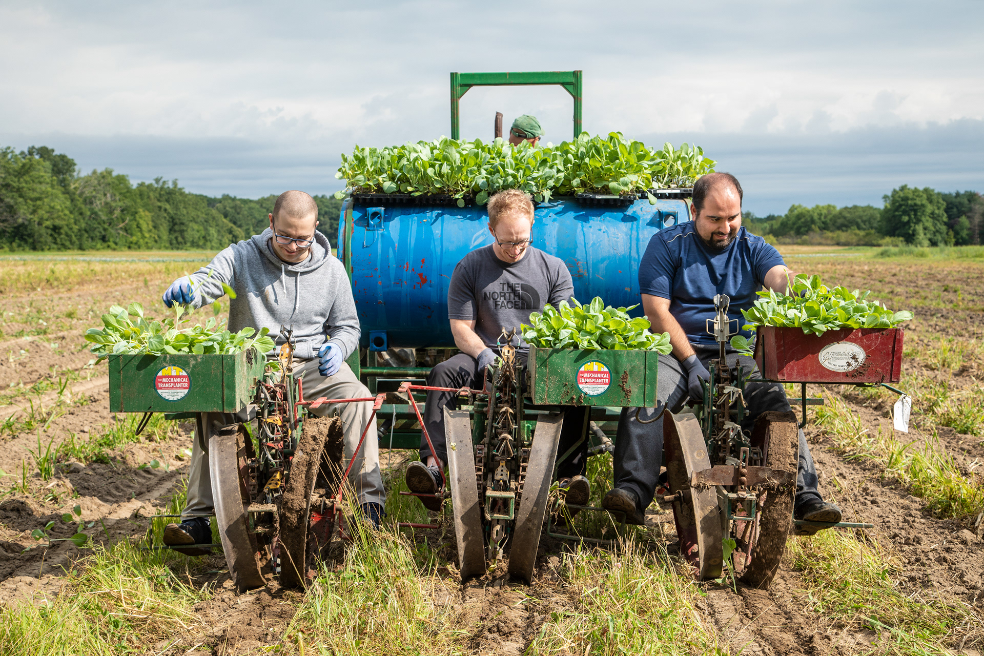 planting cabbage, Gleaners Farm
