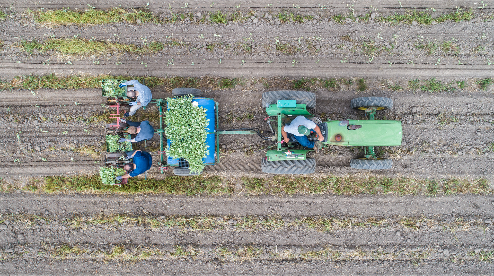Planting cabbage at the Gleaners Farm