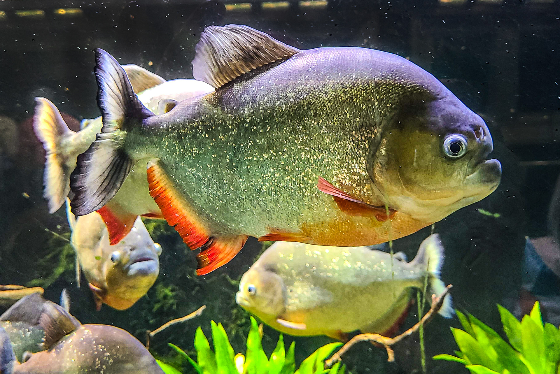 Belle Isle Aquarium, Piranha