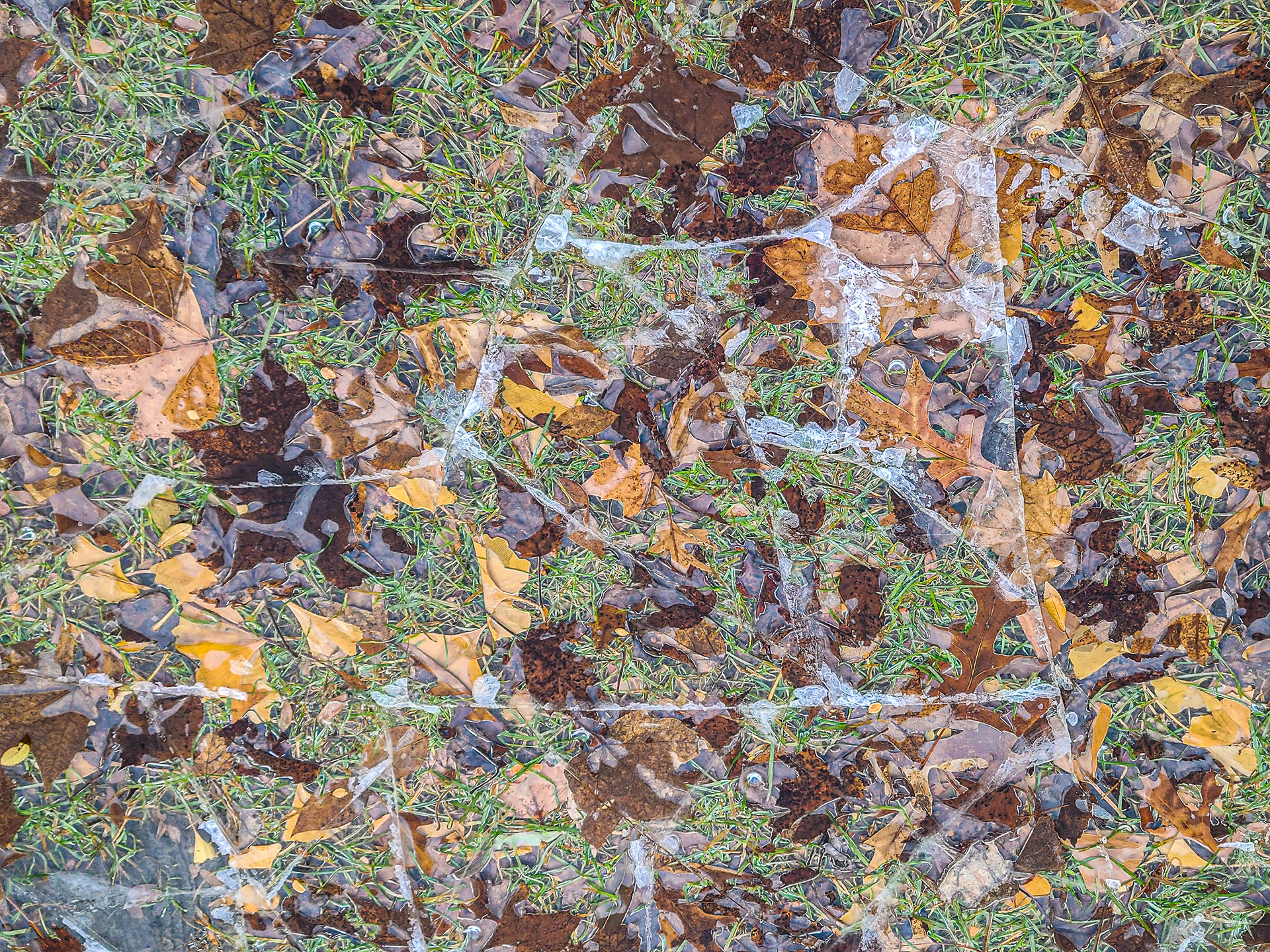 Leaves in ice