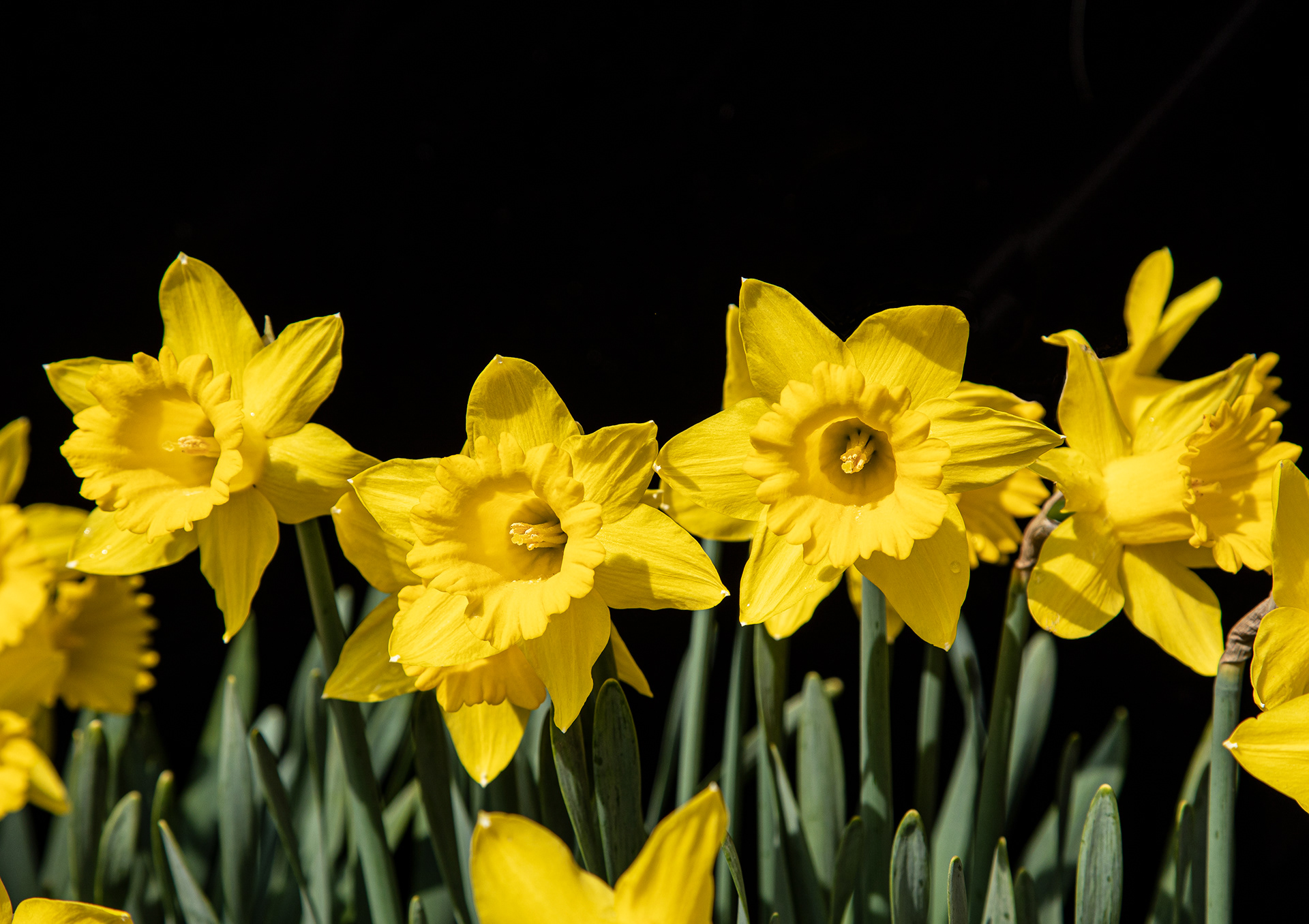 Grosse Pointe Park's official flower, the daffodil
