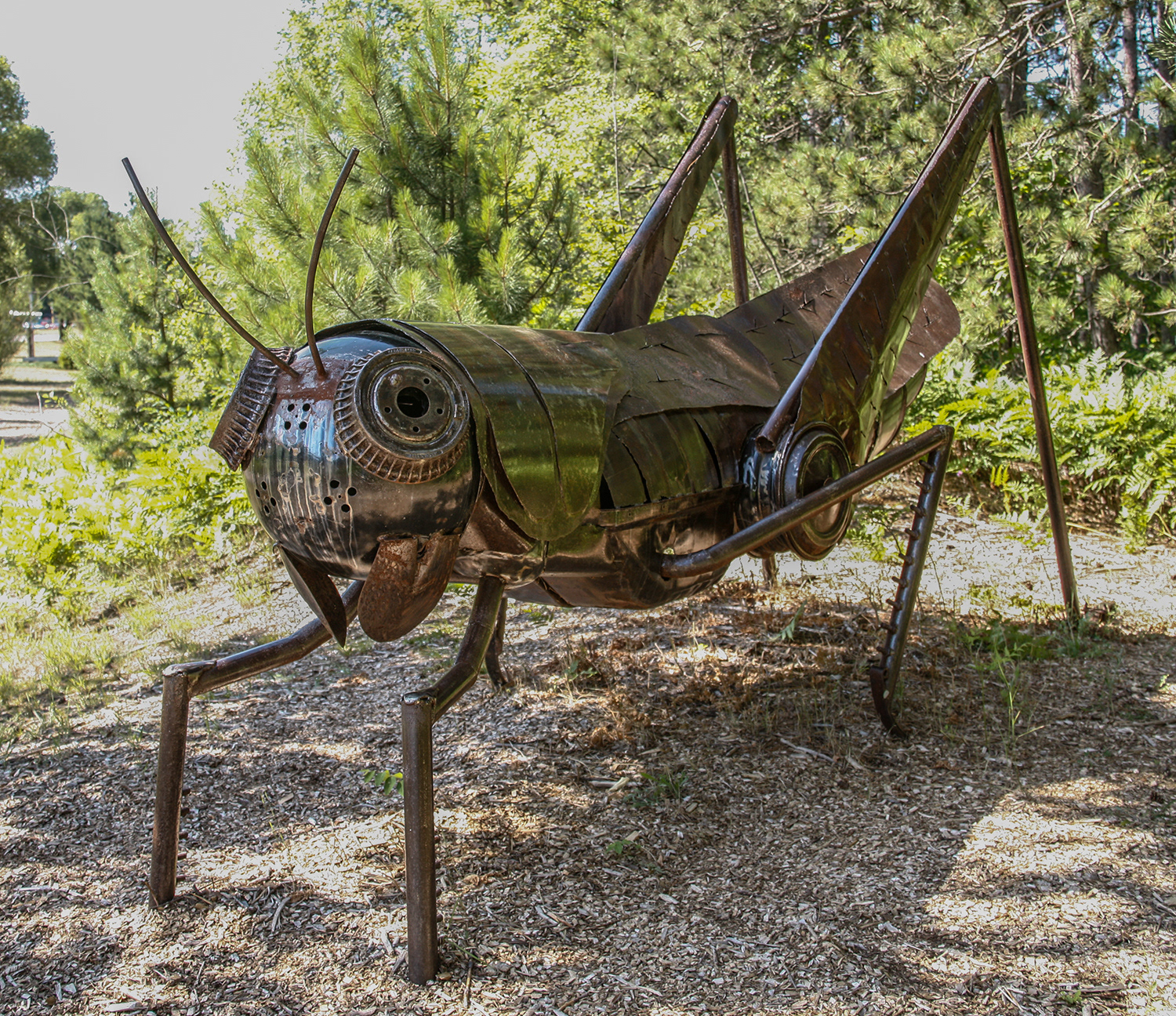 The Kaleva grasshopper