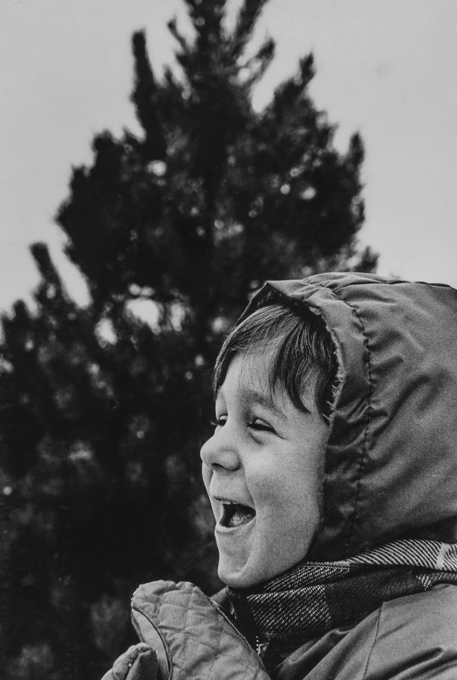 At a Christmas tree farm