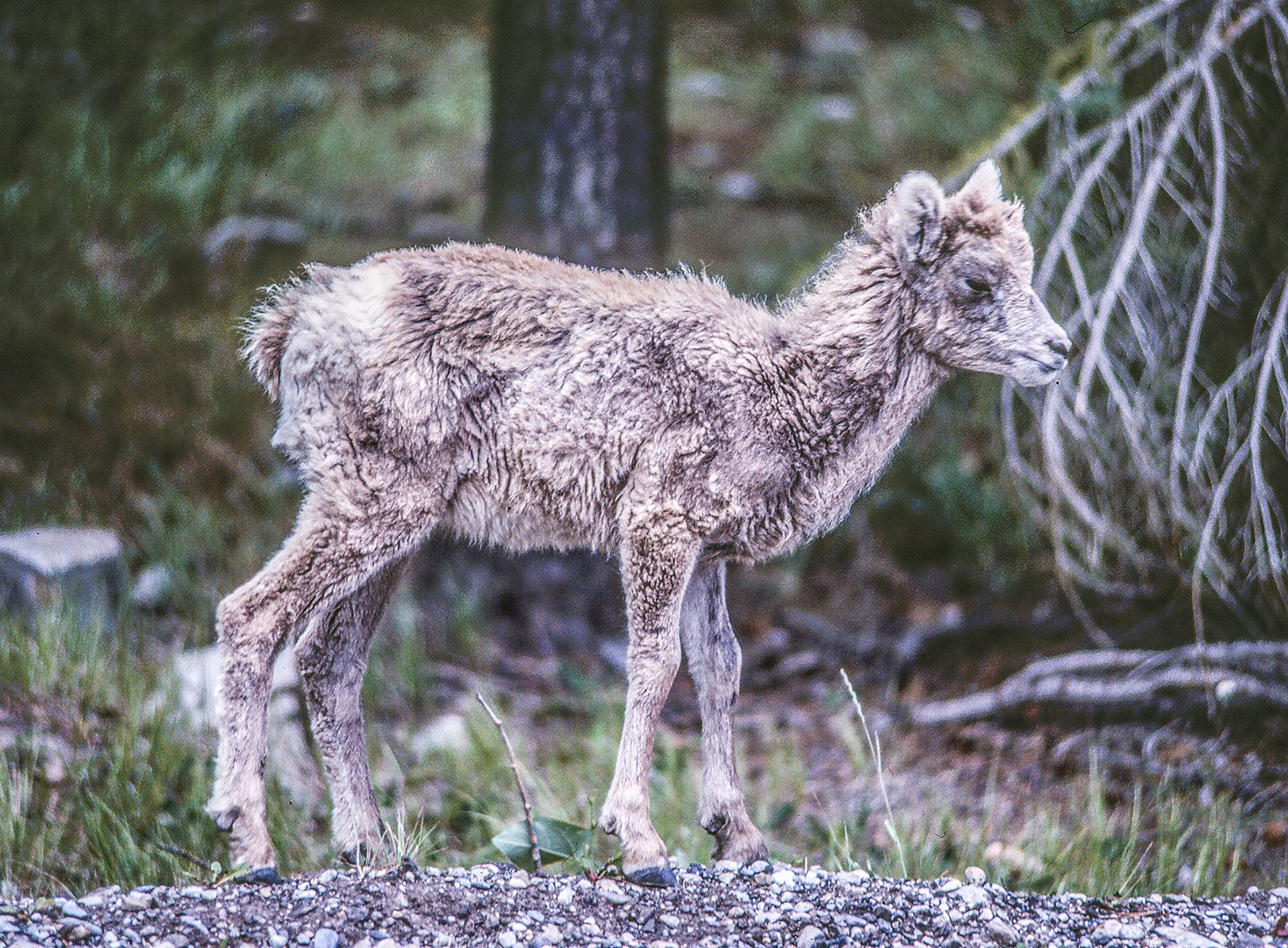 Newborn mountain goat