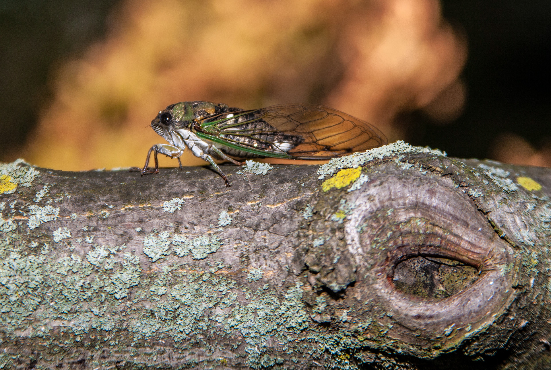 Cicada