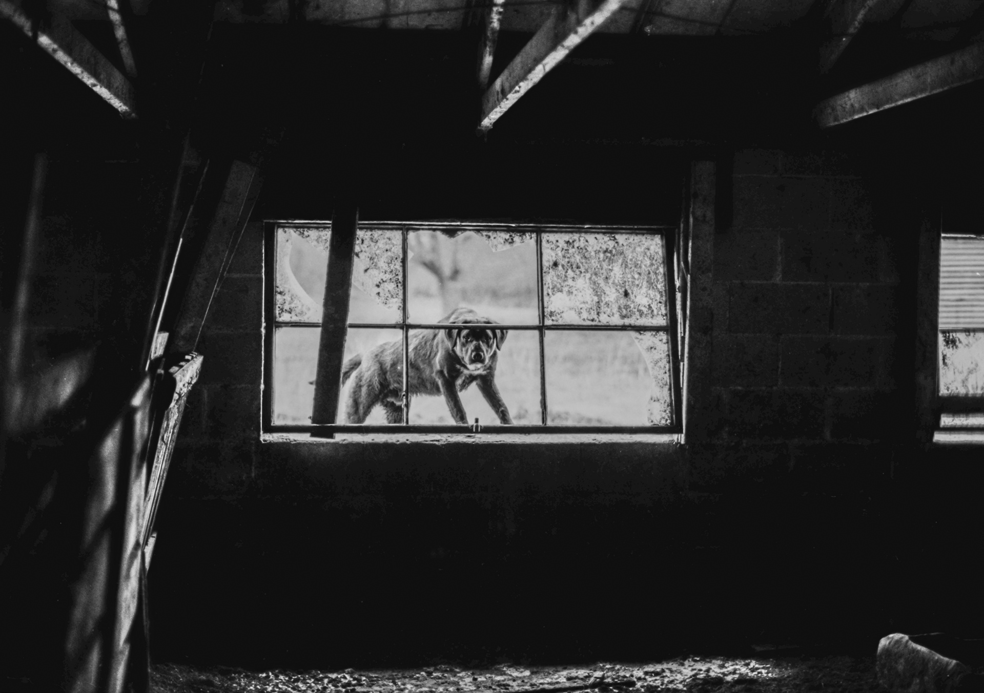 A farmyard dog at abandoned farm