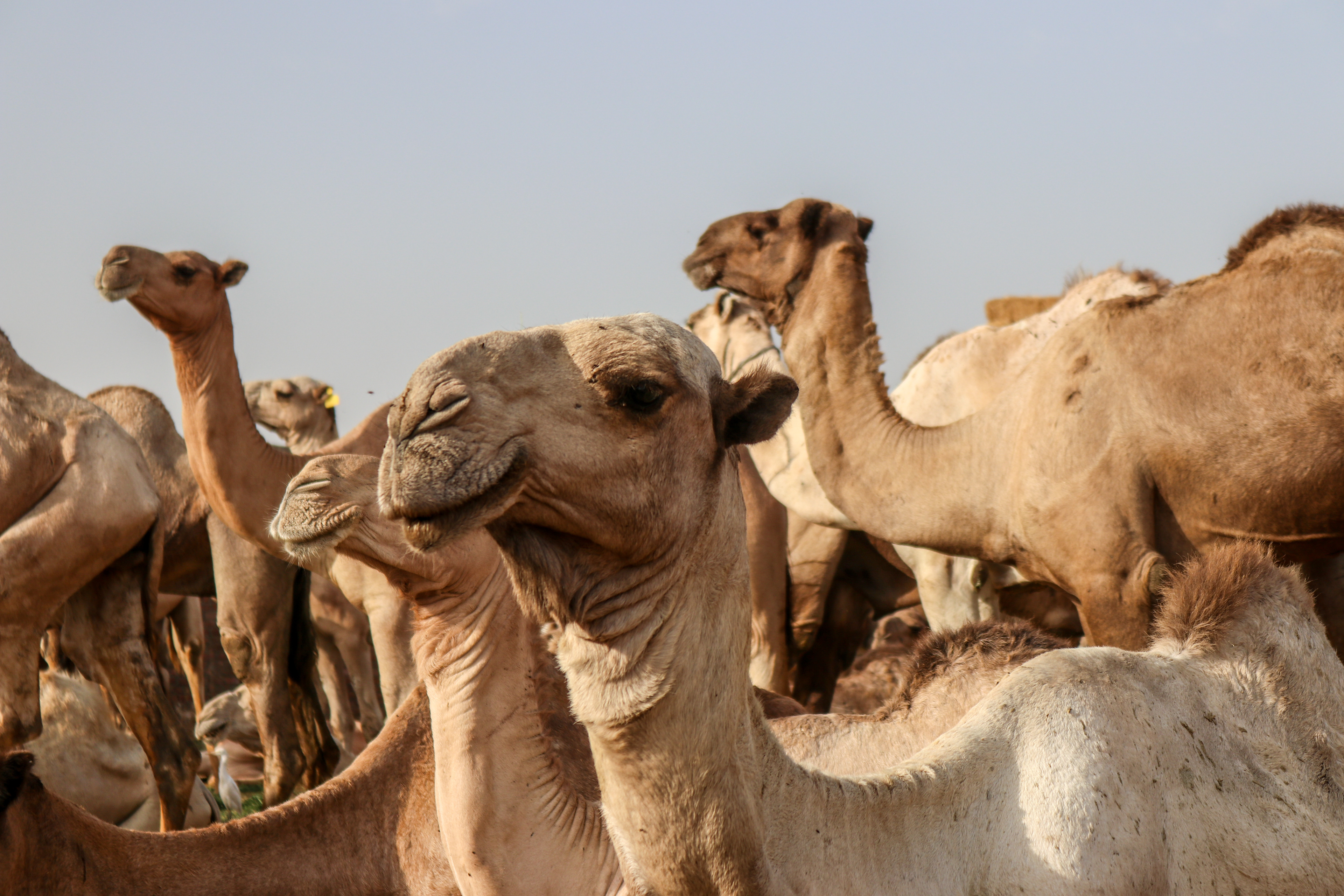 Birqash gamels market - Giza, Egypt