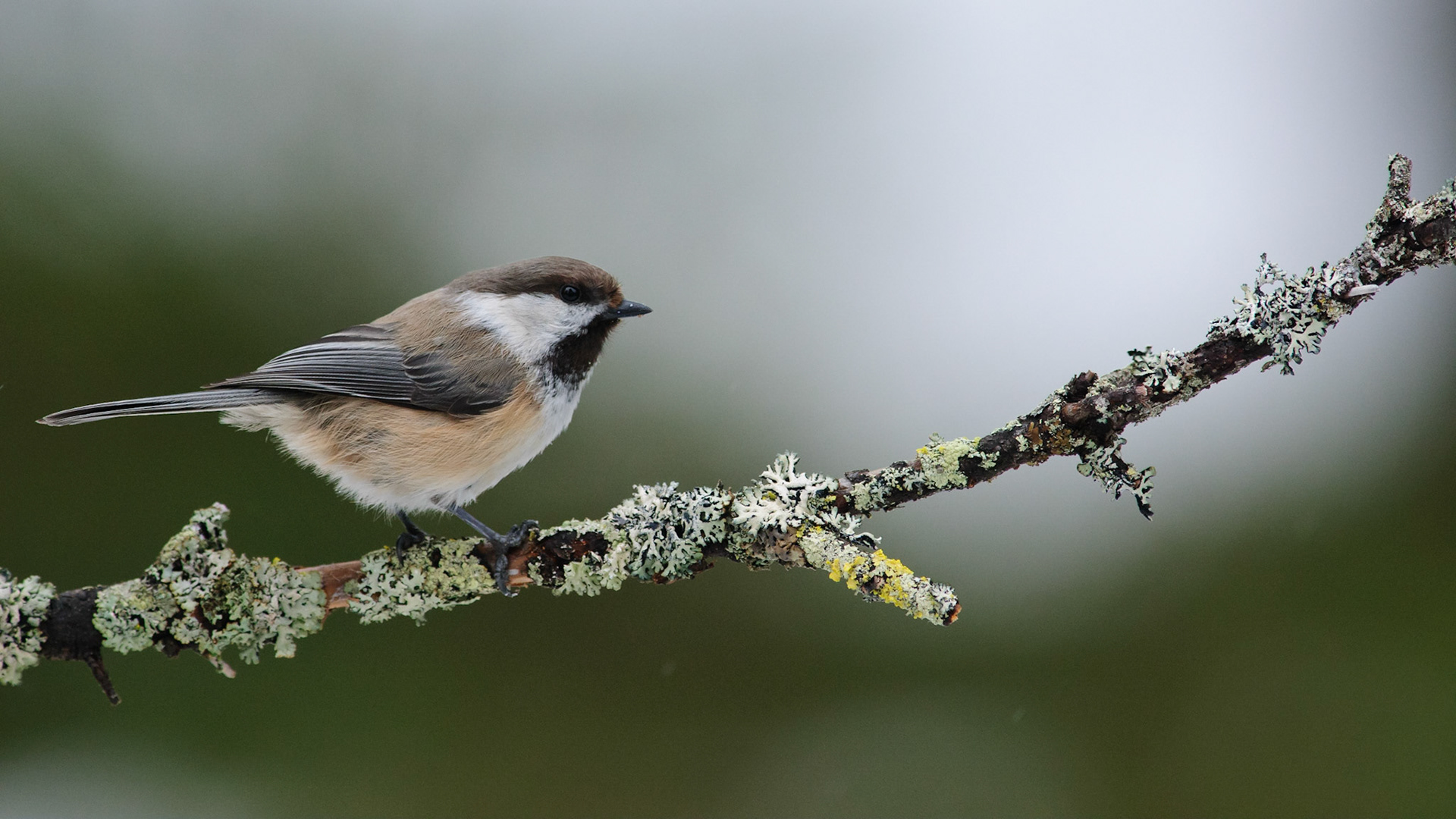 De Bruinkopmees heet in het Engels Siberian Tit.