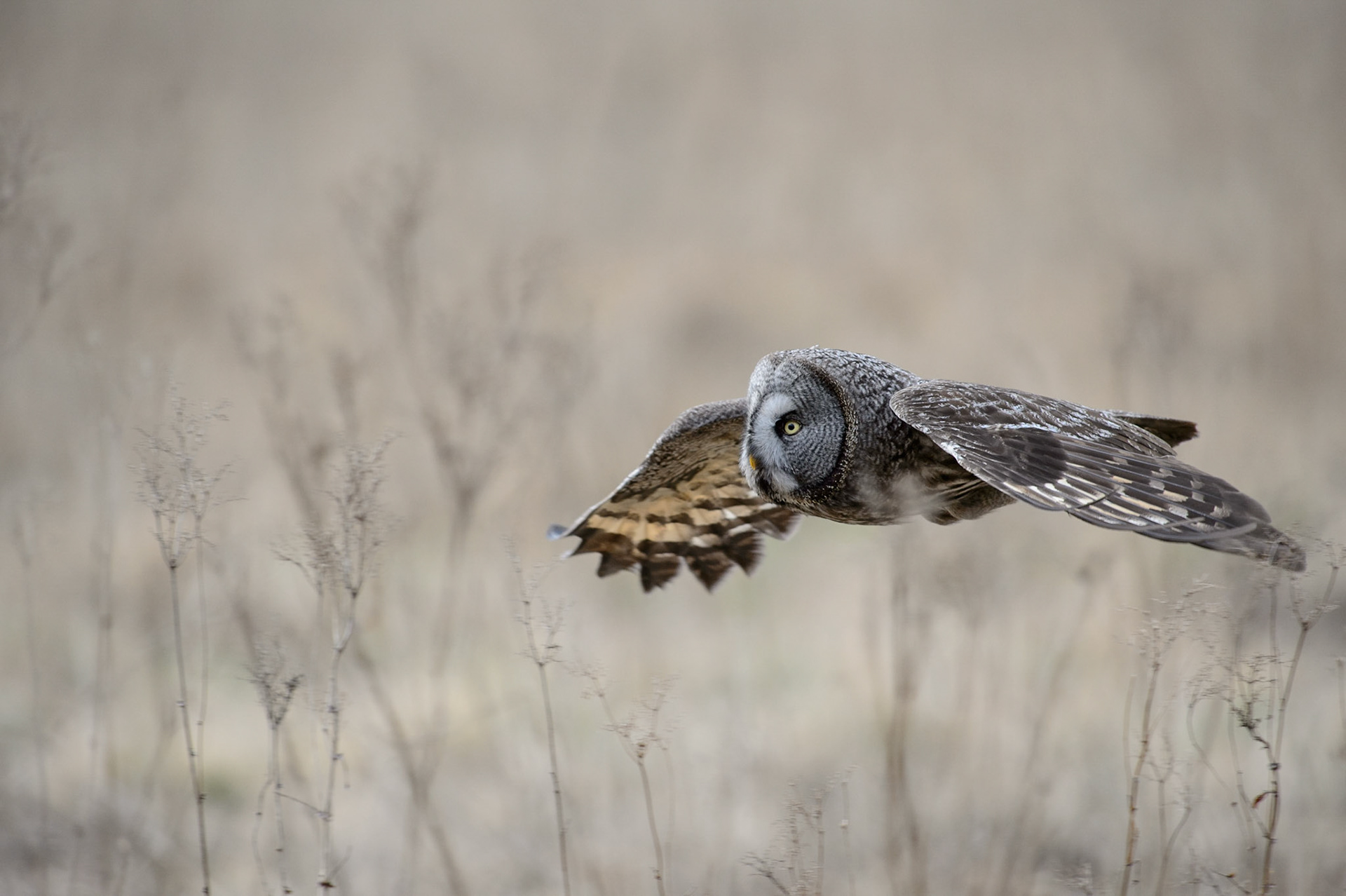 Vliegende Laplanduil in Zweden / Flying Great Grey Owl in Sweden