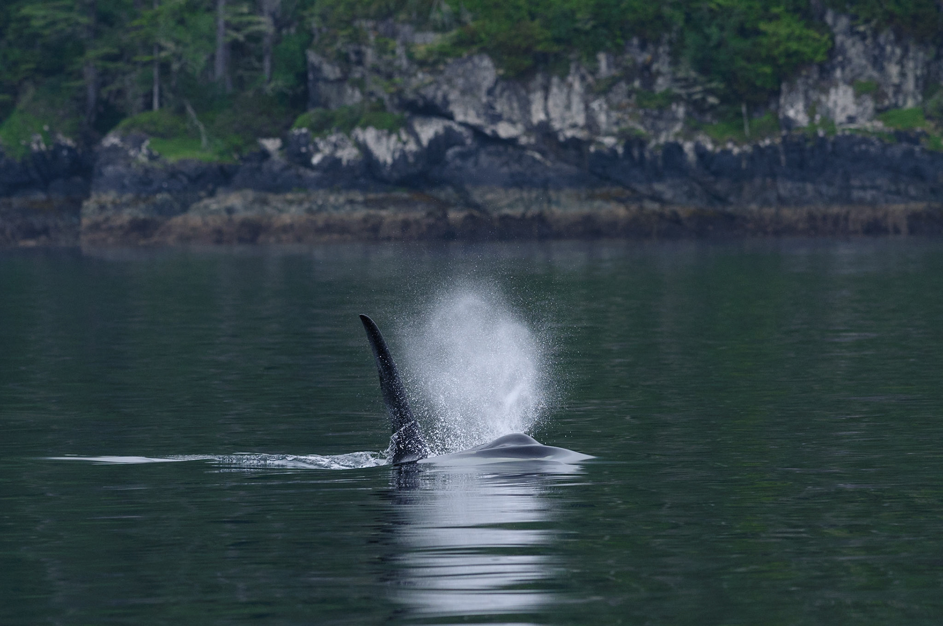 Mannelijke orka in het rustige zeewater bij Telegraph Cove. Uit de hand gefotografeerd vanaf een dobberende boot.