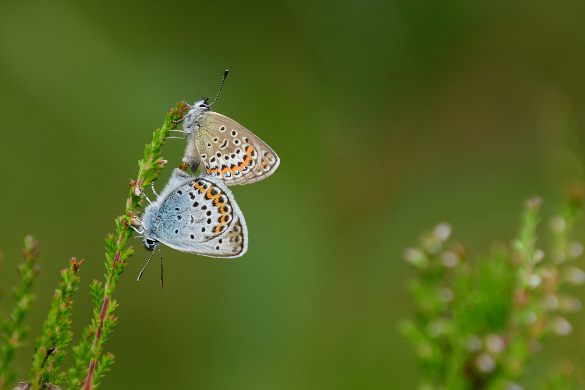 In Zweden heb ik me ook even met vlindertjes vermaakt. Dit zijn pareende heideblauwtjes. Silver-studded blue butterflies in Sweden
