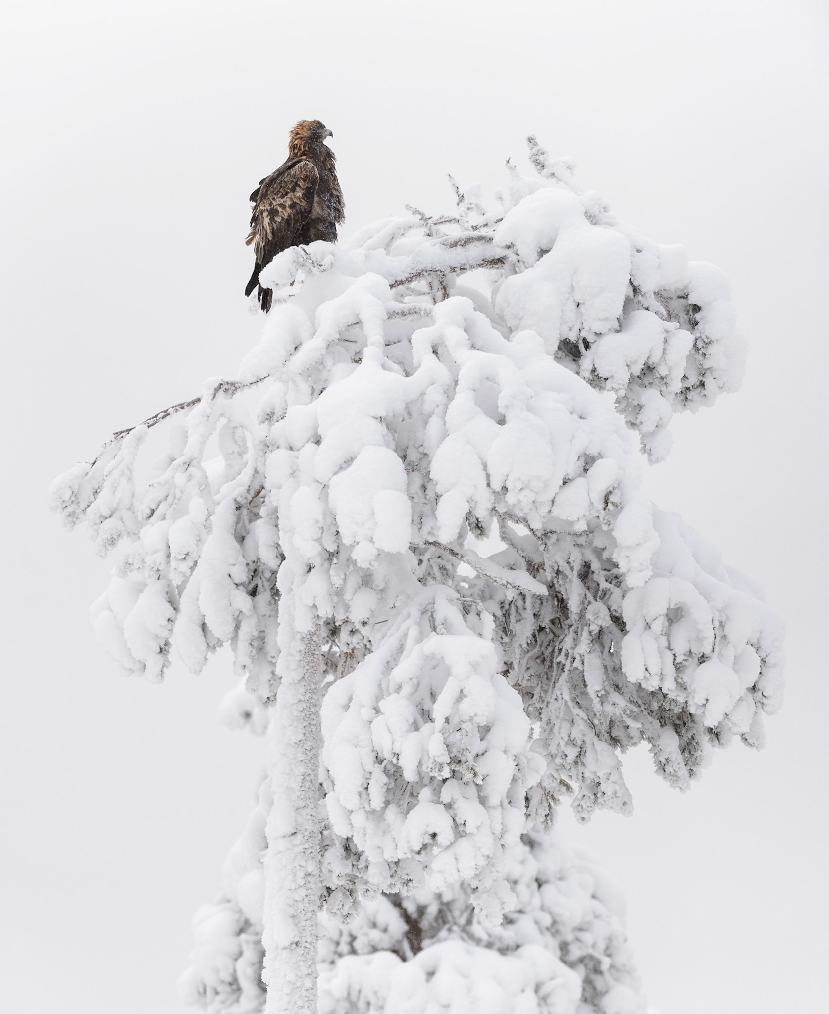 Steenarend, ©Fred van Wijk 2019