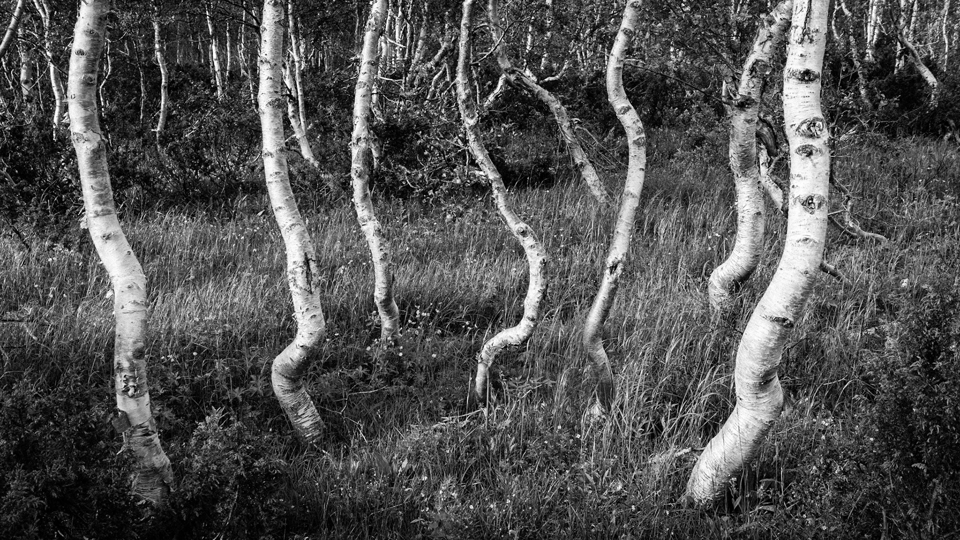 Prachtig gevormde berken net onder de boomgrens. Vermoedelijk danken ze hun kronkelige stammen aan de vele sneeuw die hier 's winters ligt. Beautifully shaped birch trees, just below the tree line.