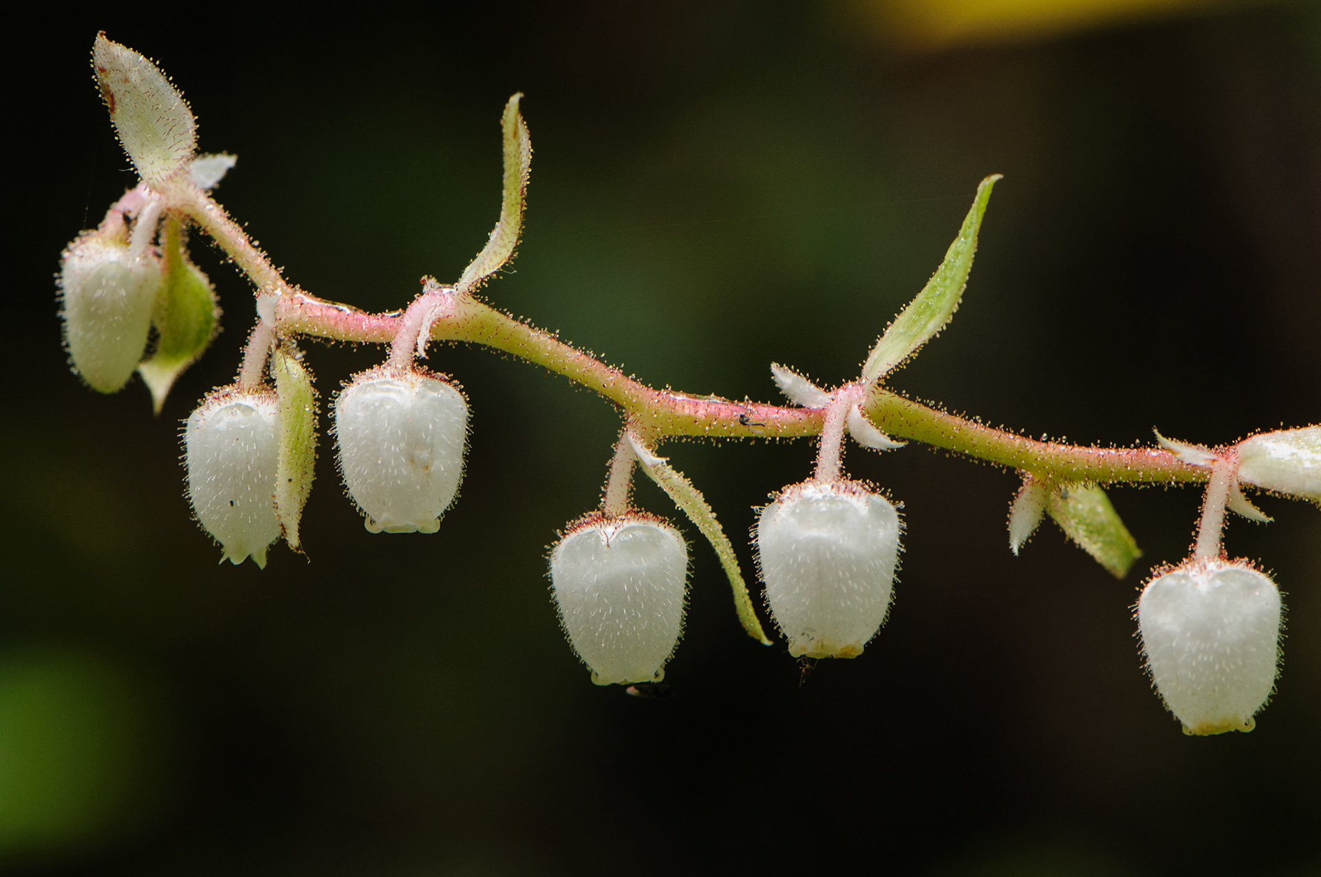 Bloemen van de Salal, Pacific Rim National Park