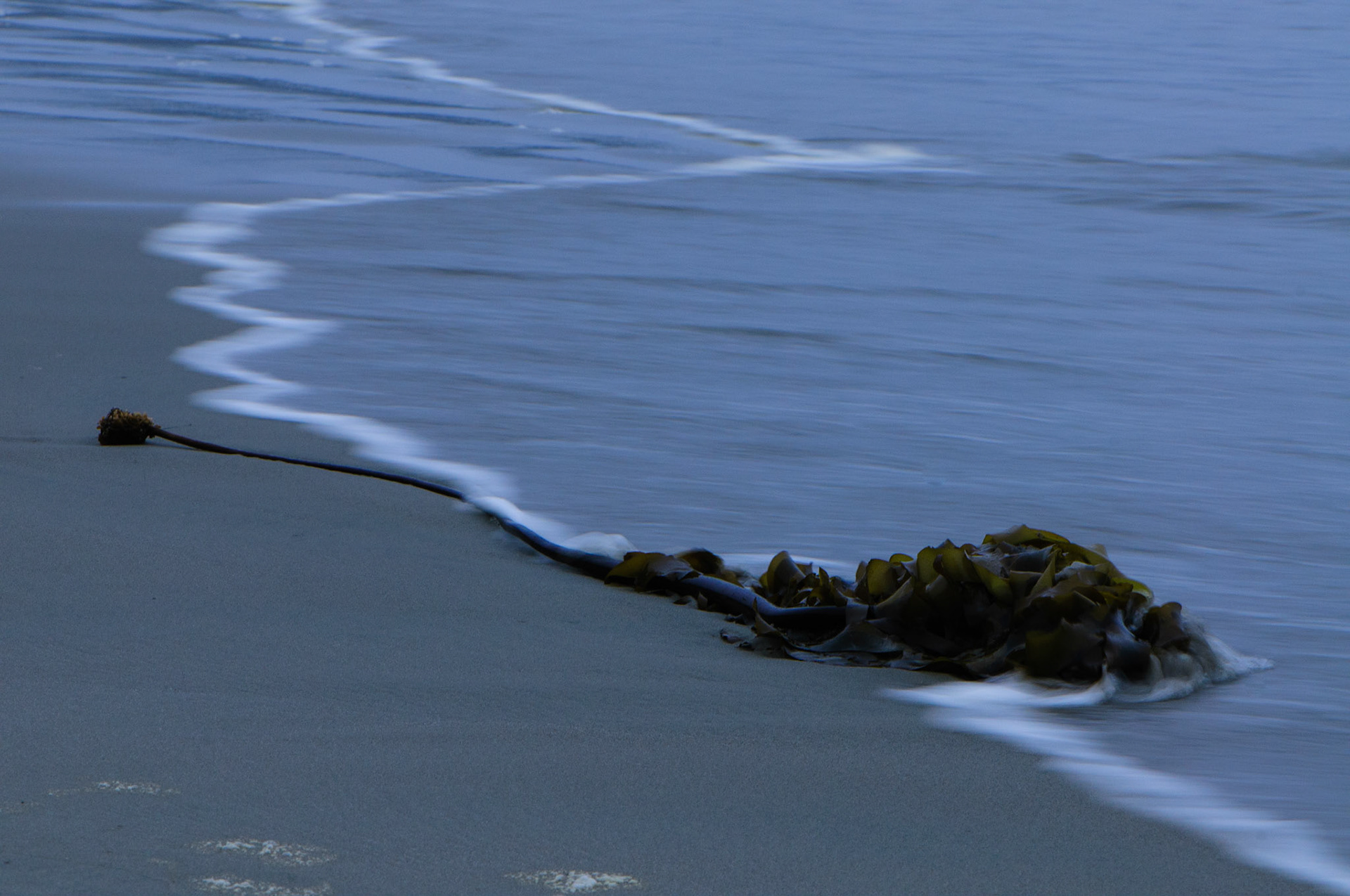 Kelp in de vloedlijn, Pacific Rim National Park