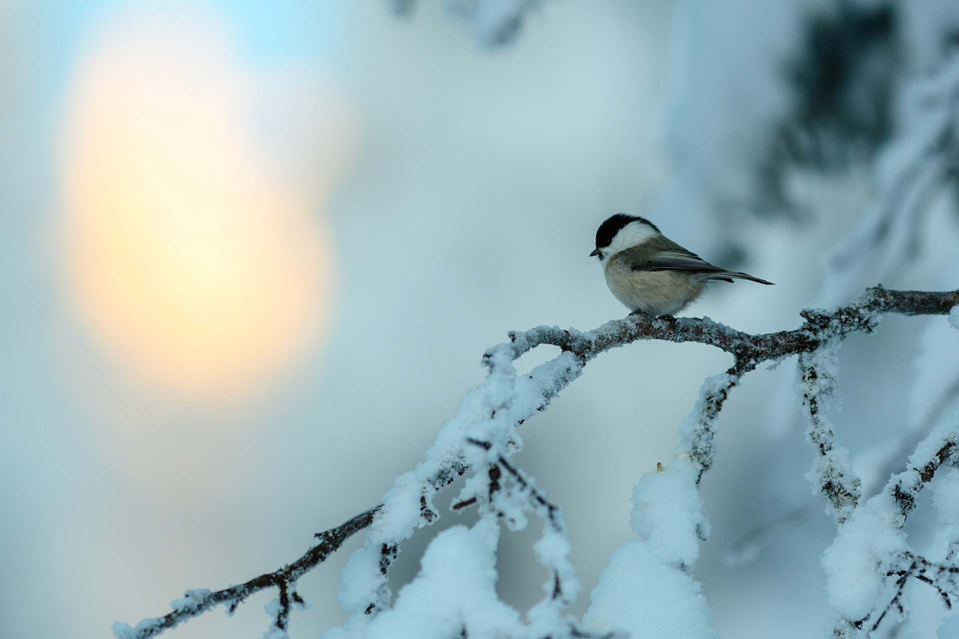 Matkop, ©Fred van Wijk 2019
