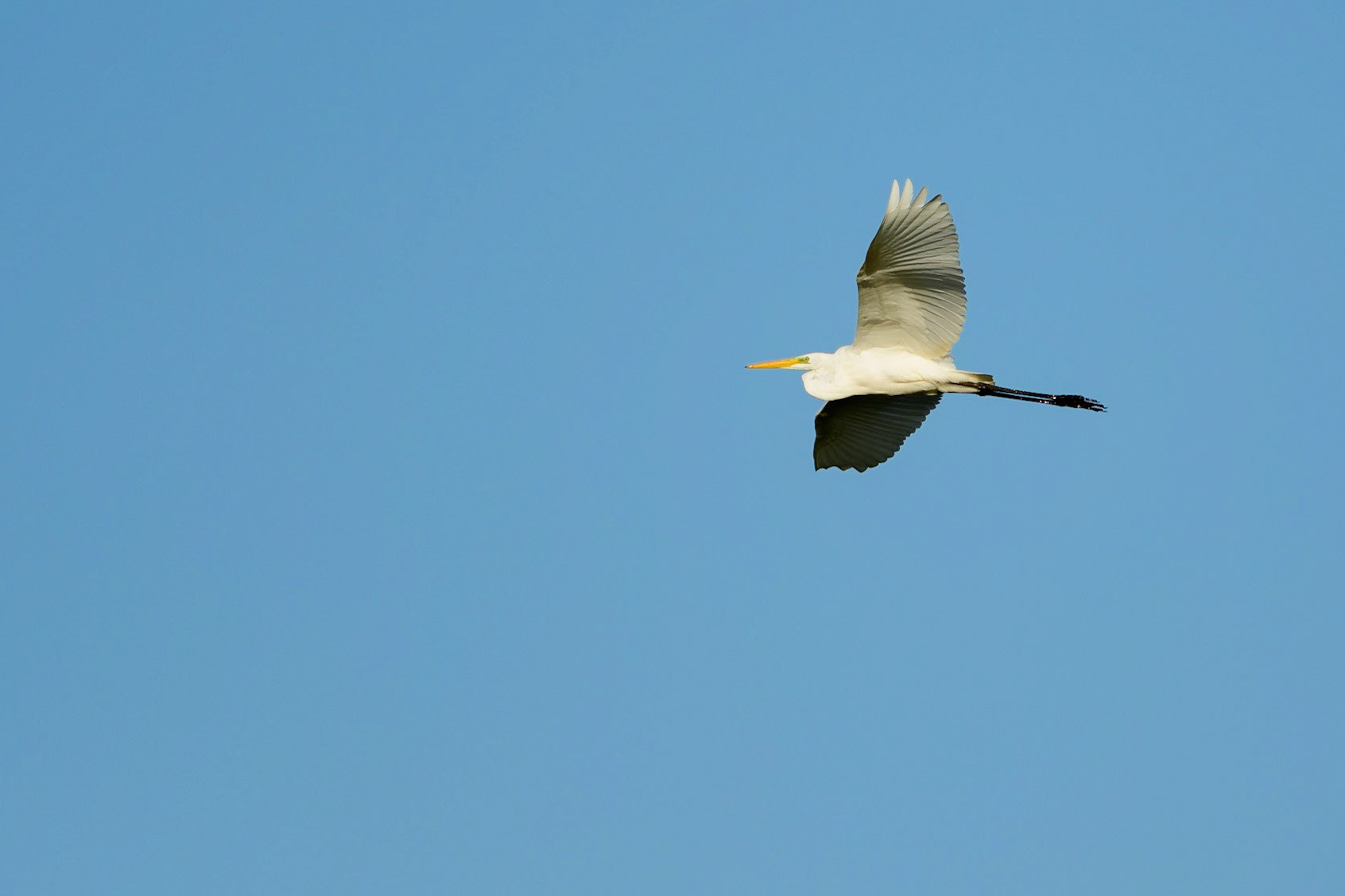 Grote zilverreiger