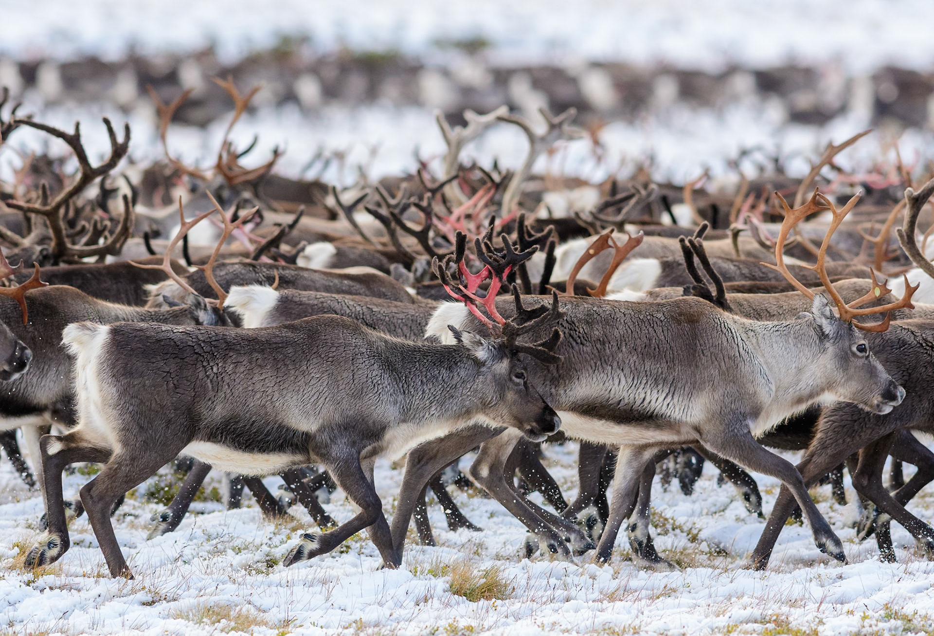Herd of migrating Reindeer in northern Sweden in snow during autumn