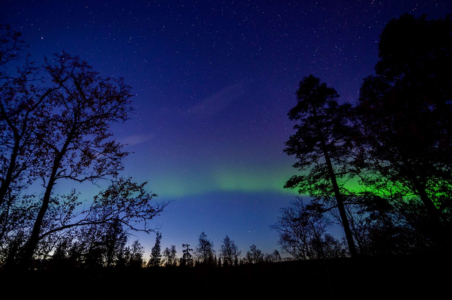 Northern lights in september over Muddus National Park in Sweden