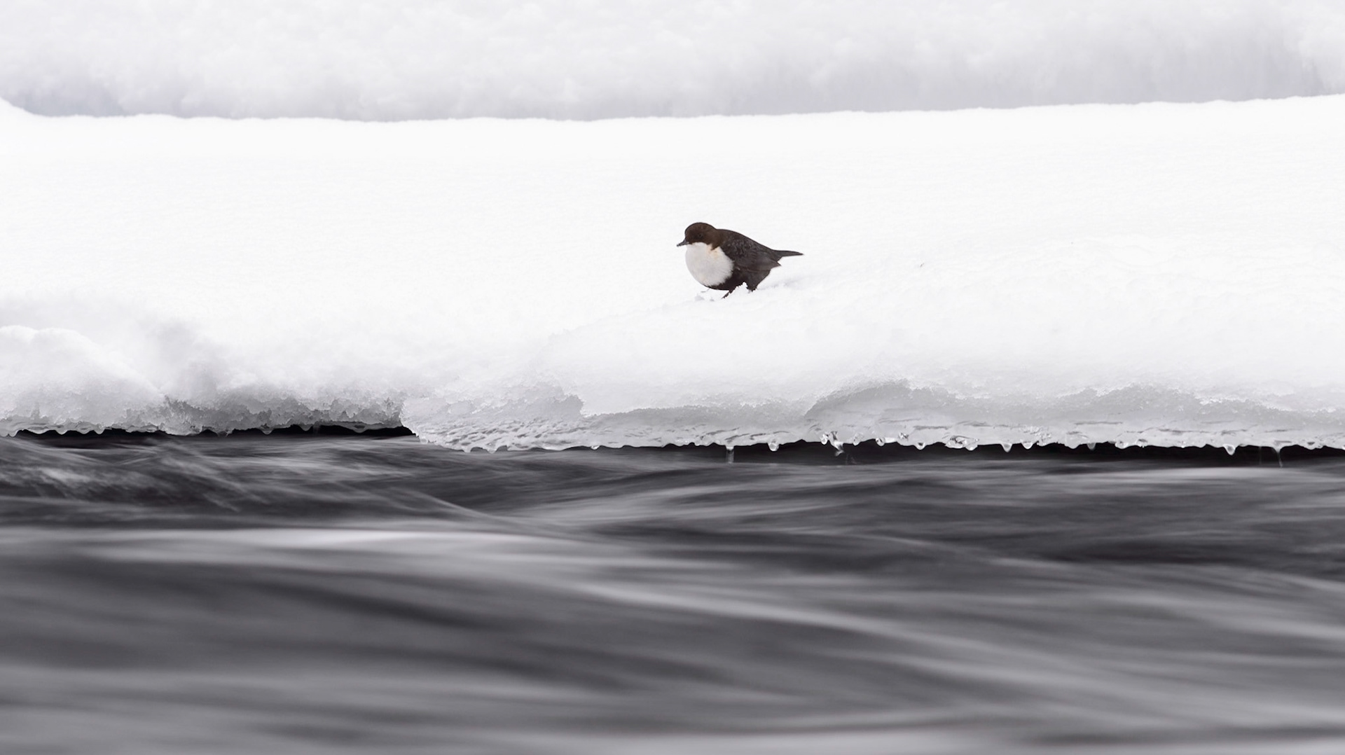 Waterspreeuw, ©Fred van Wijk 2019