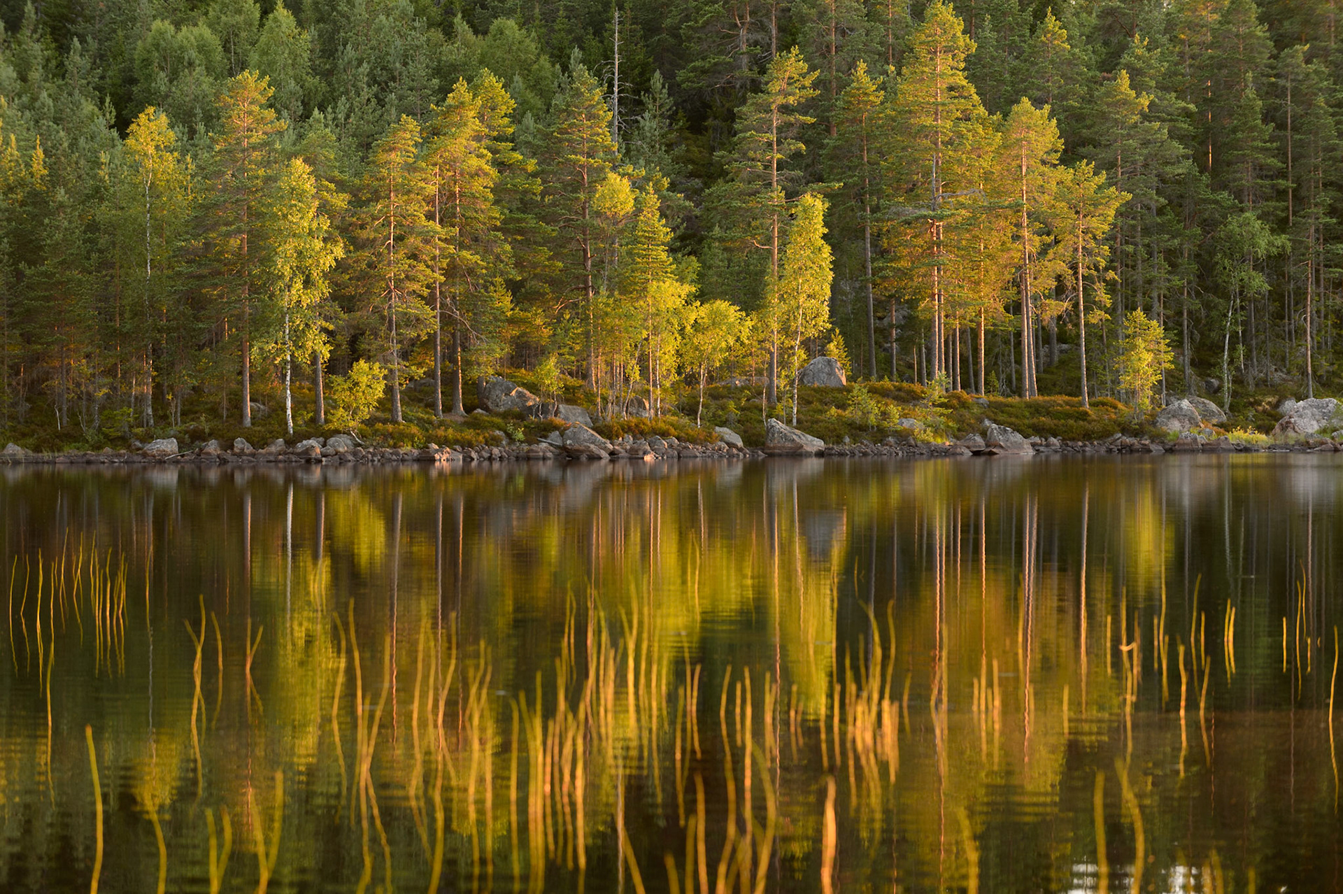 In Zweden zijn veel bossen en meren. Op deze plek gaf de ondergaande zon mooie kleuren aan de bomen en waterplanten. / There are many forests and lakes in Sweden. The setting sun nicely colored the trees and waterplants.