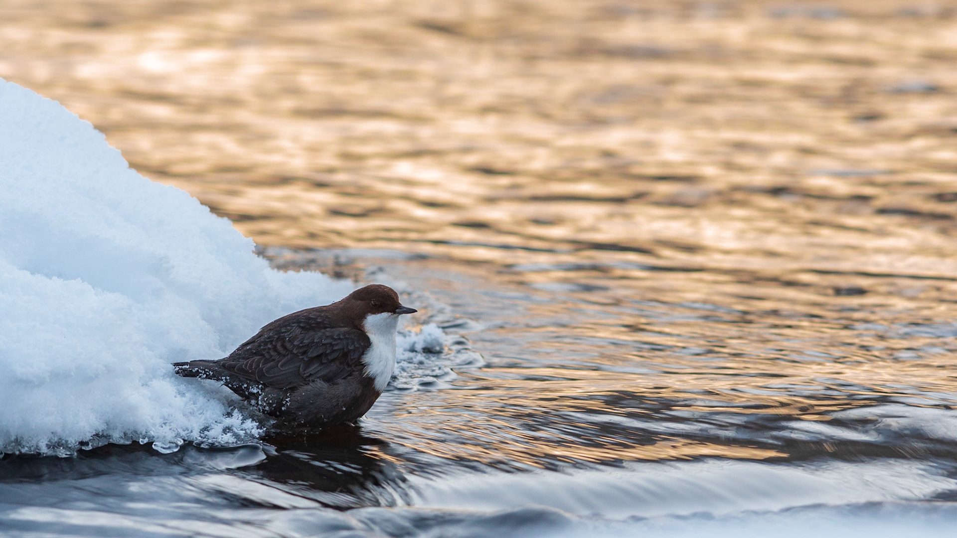Waterspreeuw, ©Fred van Wijk 2019