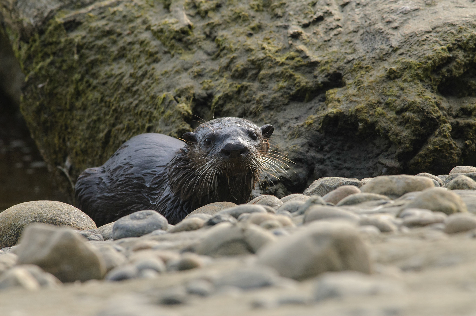 Deze rivierotter konden we fotograferen op het strand van Combers Beach -Pacific Rim