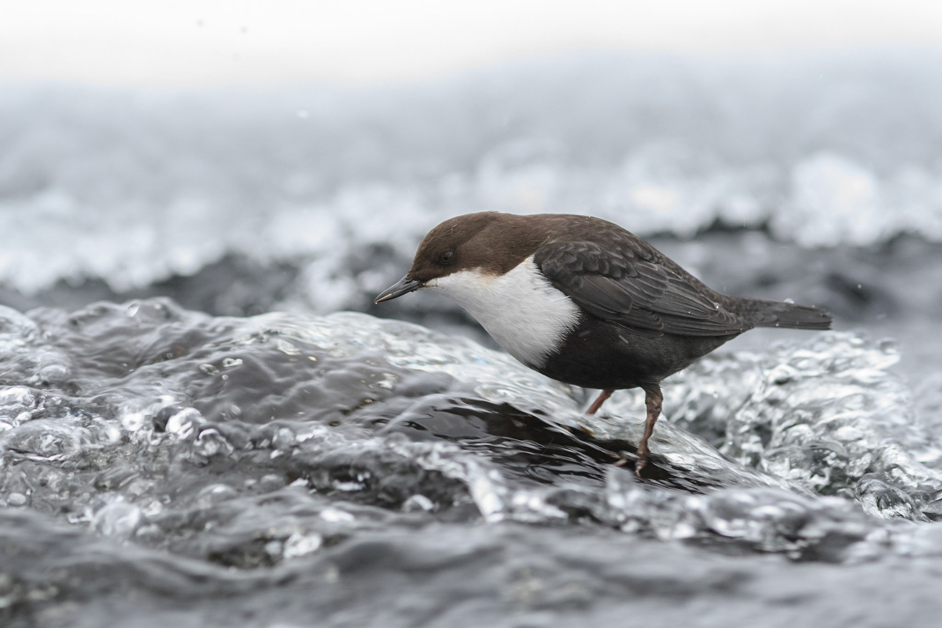 Waterspreeuw, ©Fred van Wijk 2019
