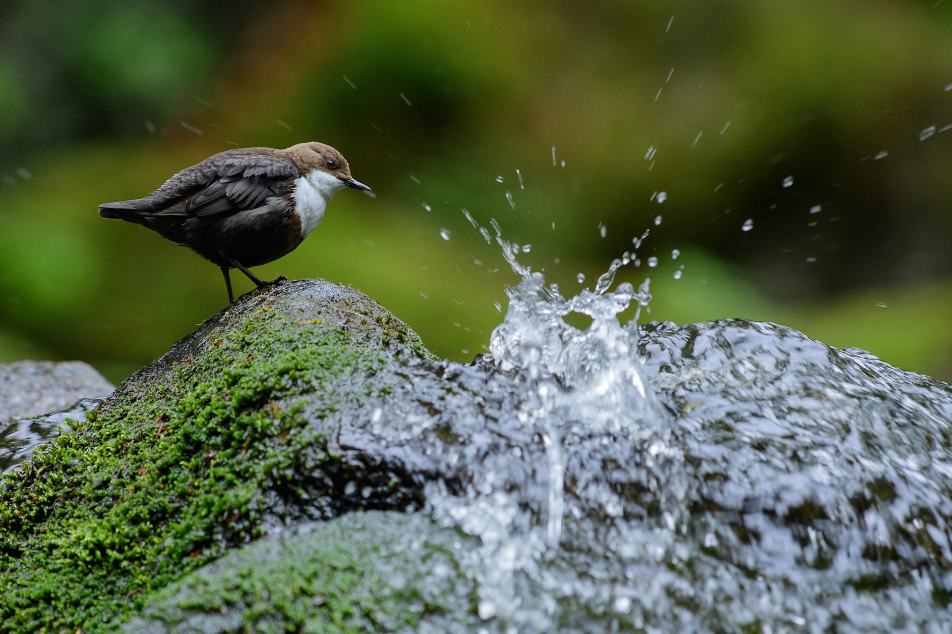 Waterspreeuwen leven bij snelstromende bergriviertjes. Vanwege het spetterende water naast de waterspreeuw ben ik heel blij met deze foto.