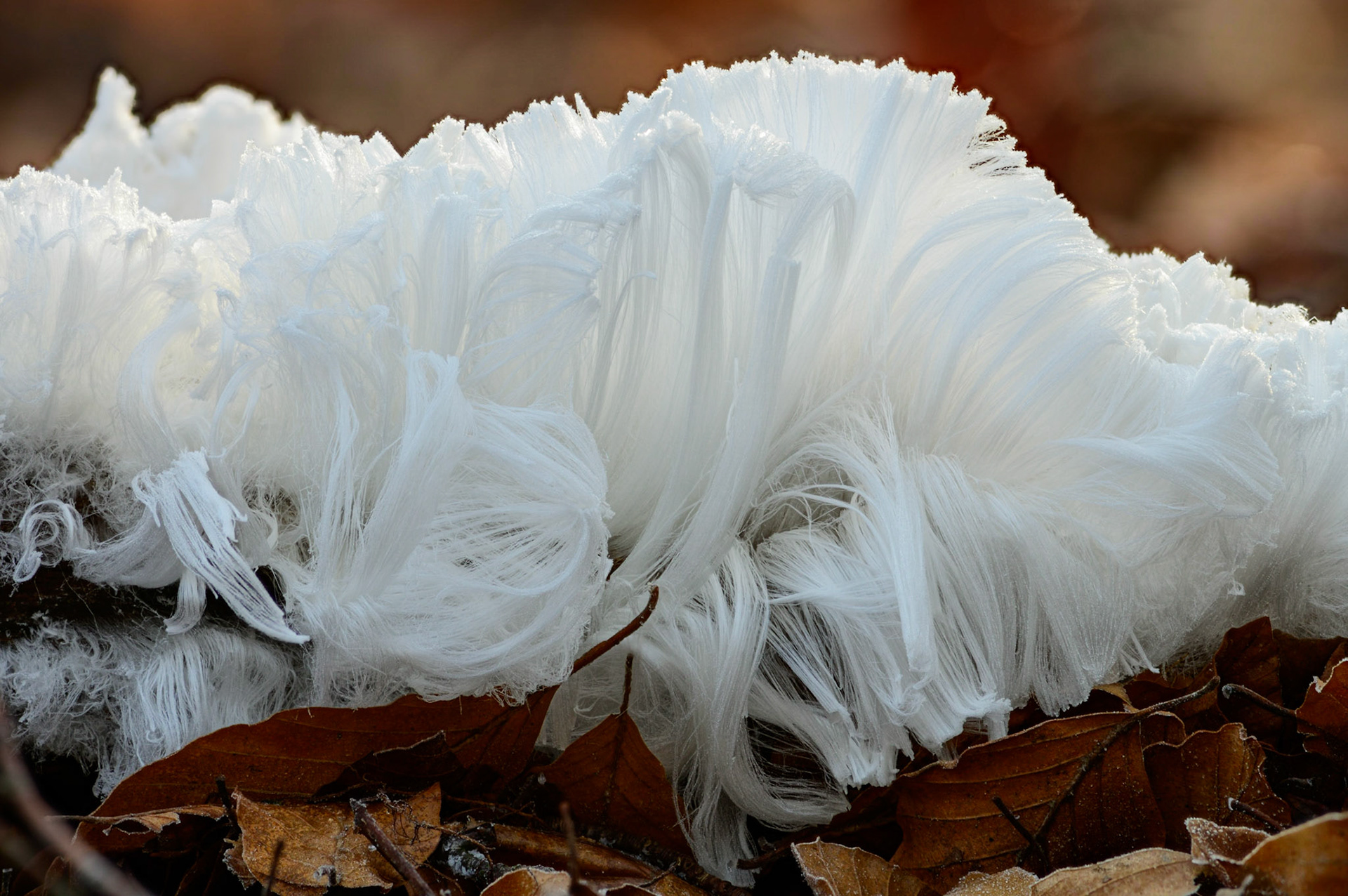 Een grote hoeveelheid ijshaar op dood beukenhout; Huge formattion of Frost beard on dead beech wood