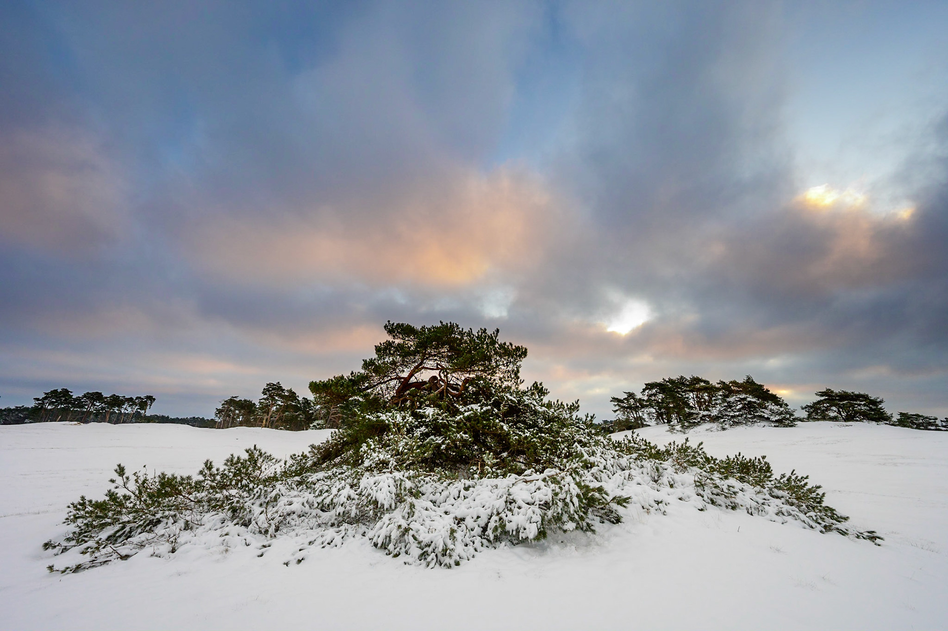 Grove den of Vliegden met sneeuw op de zandverstuiving tijdens ochtendrood; Pine tree with snow during sunrise