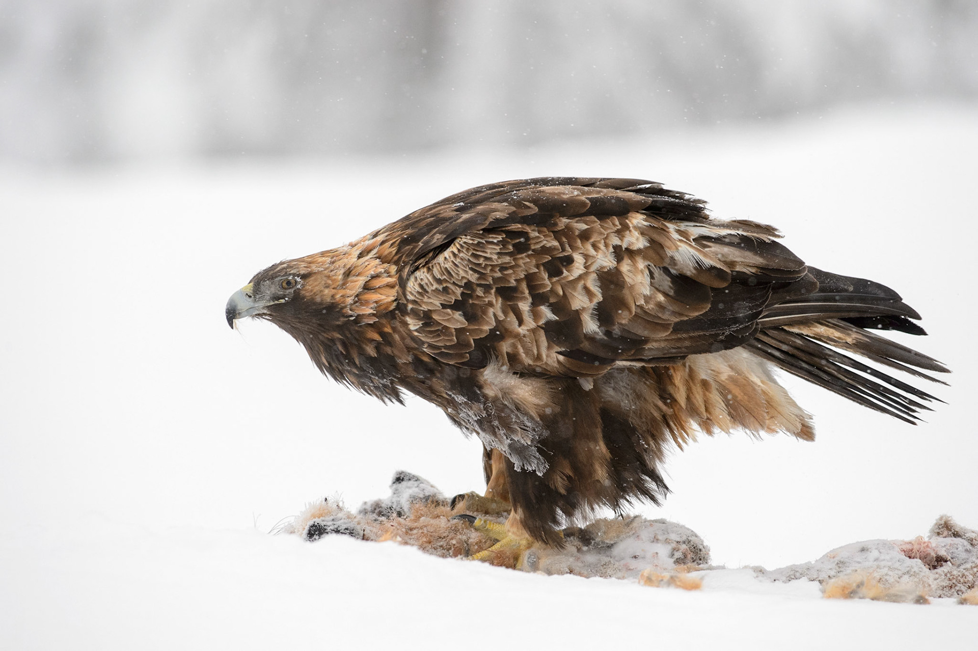 Steenarend, ©Fred van Wijk 2019
