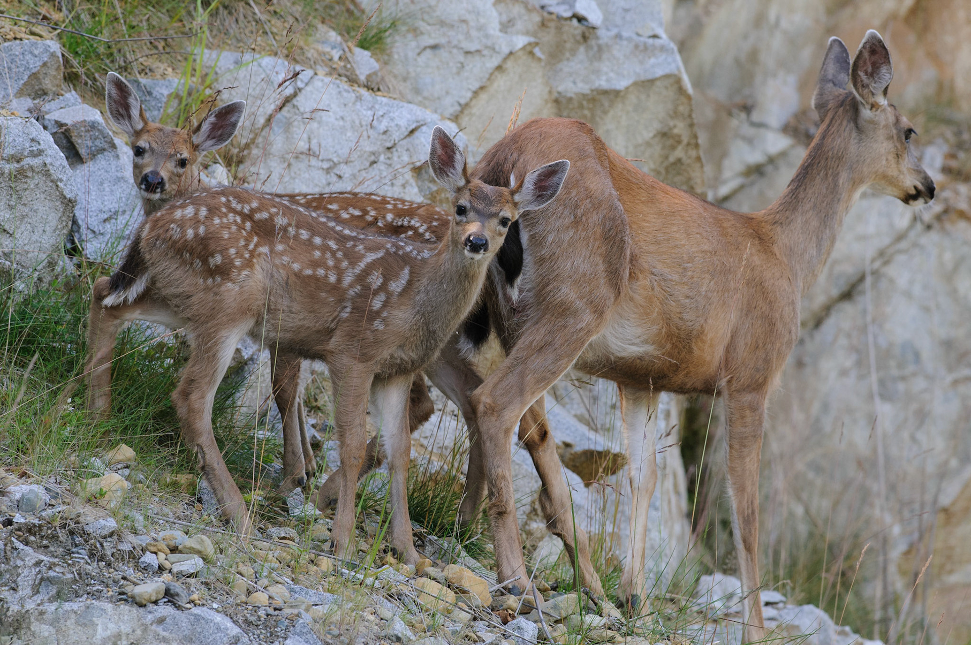 Muildierhert met twee kalfjes langs de weg bij Telegraph Cove