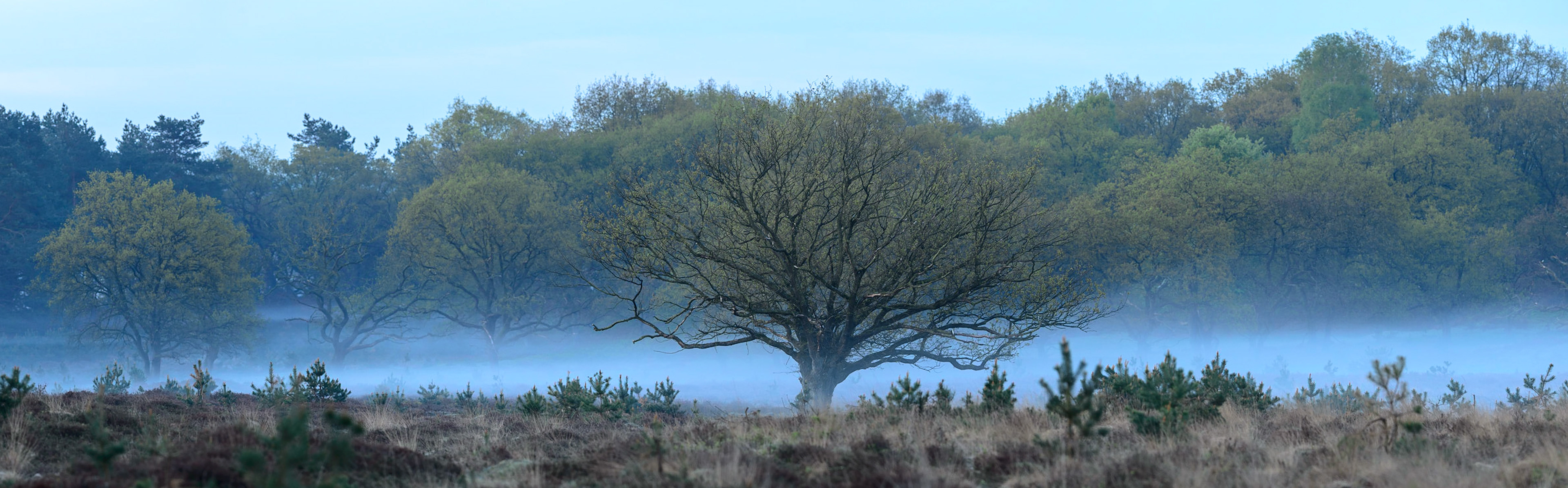 Eiken met jong blad in de mist; Oak trees with fresh green leaves in morning mist