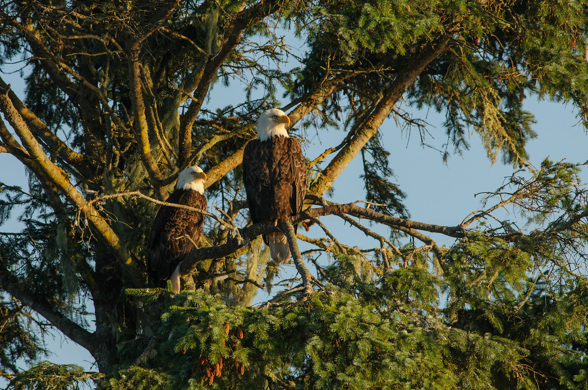 Een koppel Amerikaanse Zeearenden, vanaf de boot tijdens een avondsafari gefotografeerd