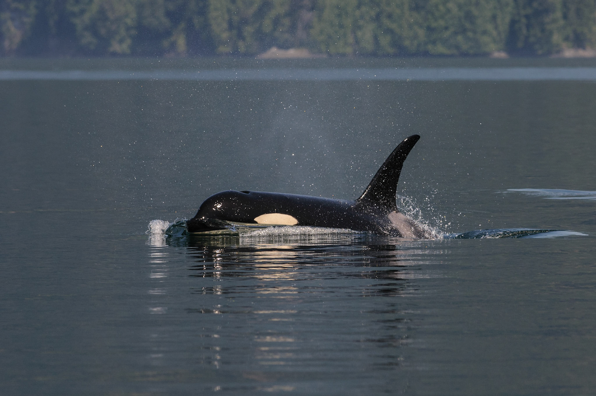 Deze mannelijke orka komt zover boven water dat door de golf de witte onderzijde onder de bek te zien is. Campbell River, Vancouver Island, Canada.