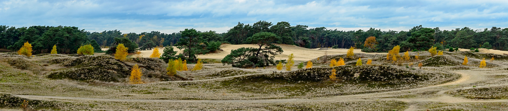 Berken met herfstkleuren en dennen op de grasvlakte van het Wekeromse Zand, Veluwe, Nederland; Birch trees with autumn leaves and pines on the grassy plain of Wekeromse Zand, Veluwe, Netherlands