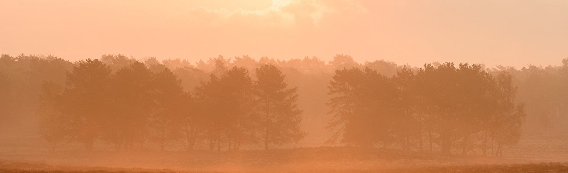 Groepen grove dennen in een mistig landschap tijdens zonsopkomst; Groups of Scots Pine trees in a misty landscape during sunrise